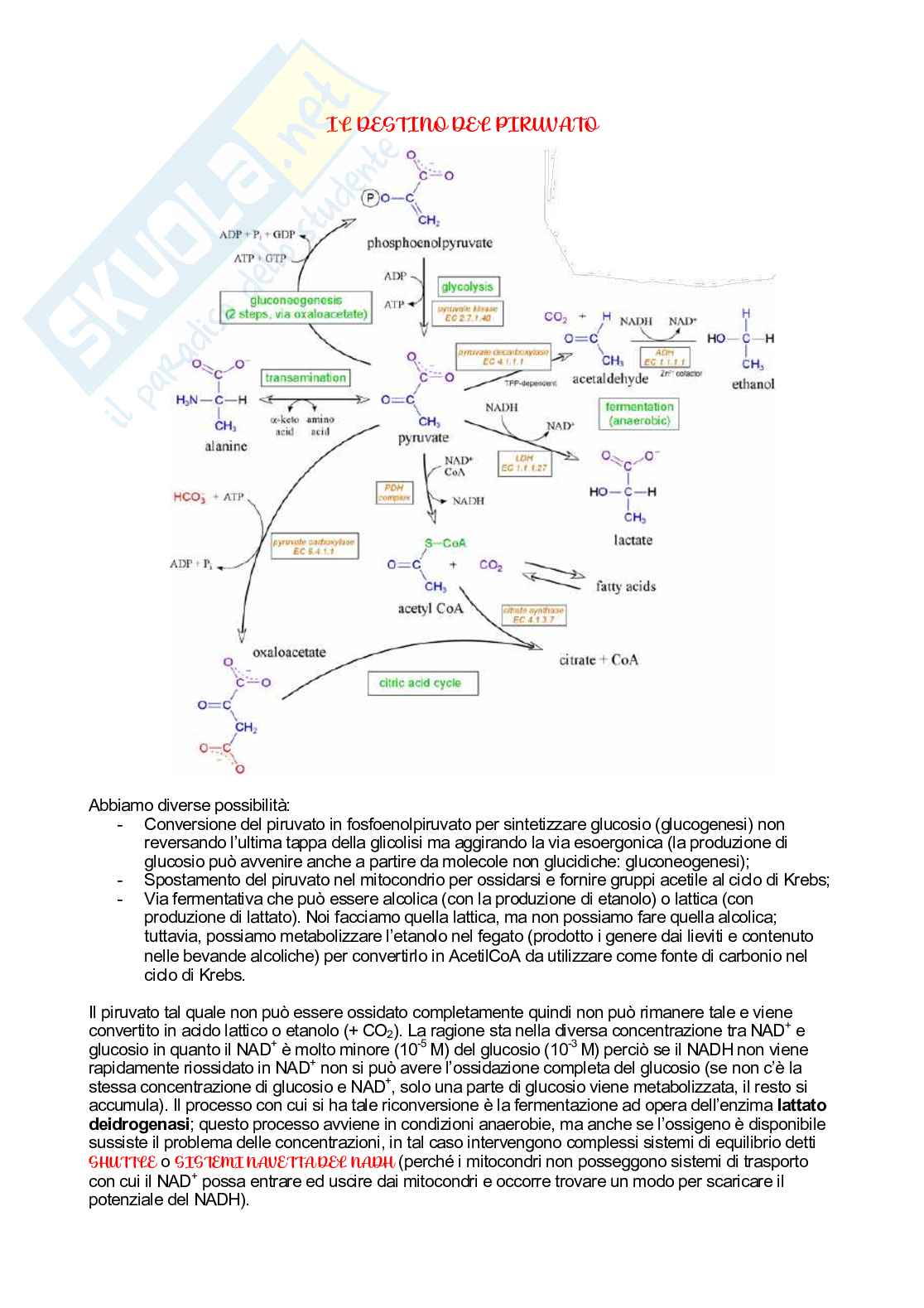 Biochimica   Pag. 21