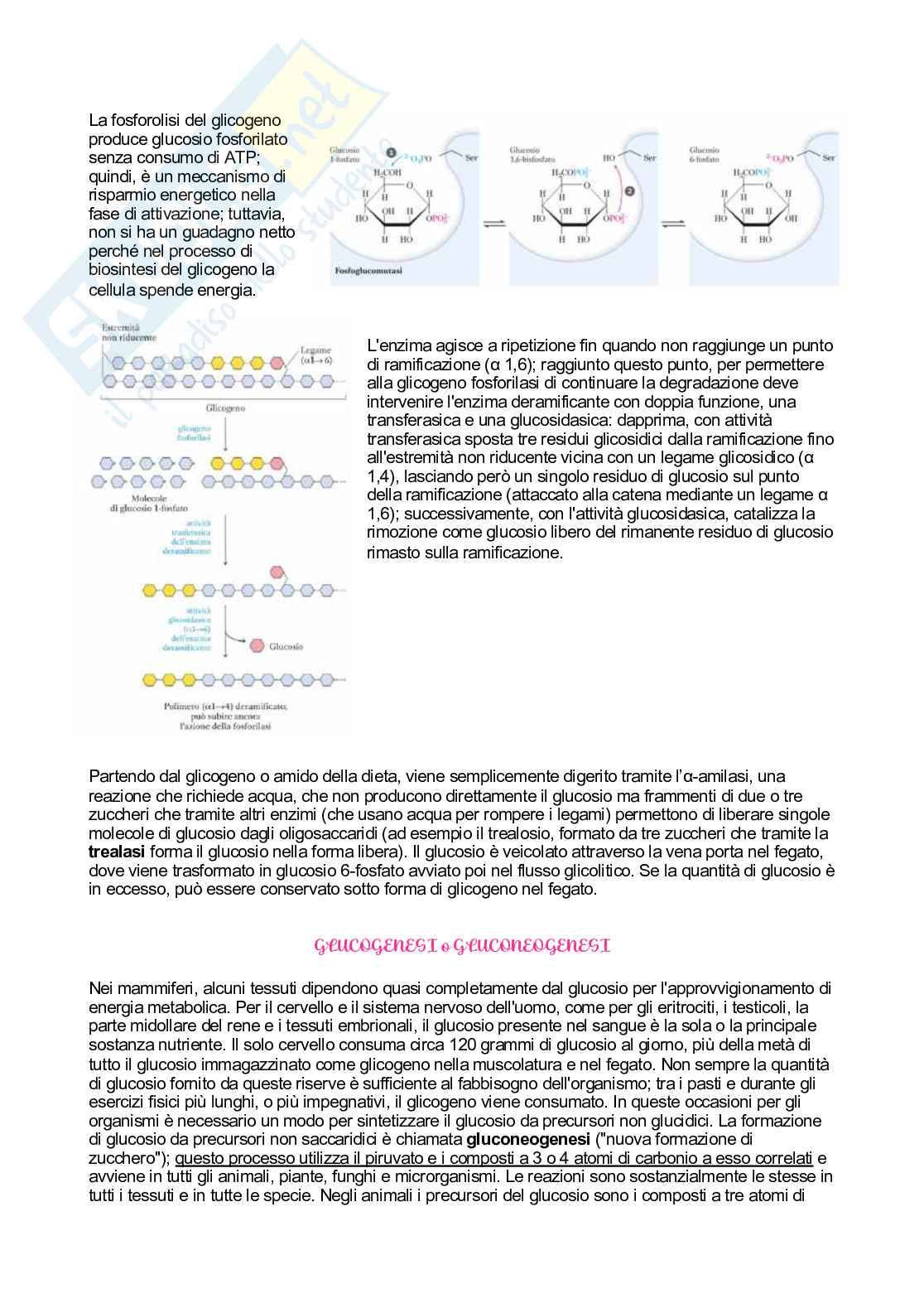 Biochimica   Pag. 31