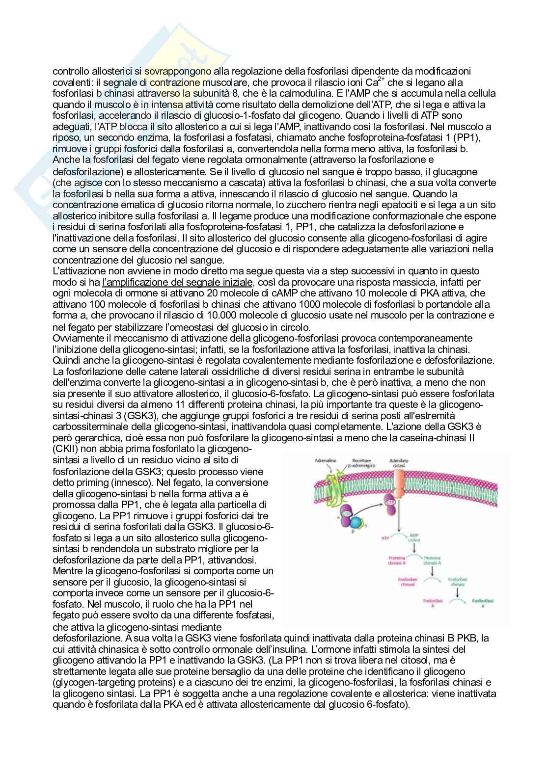 Biochimica   Pag. 46