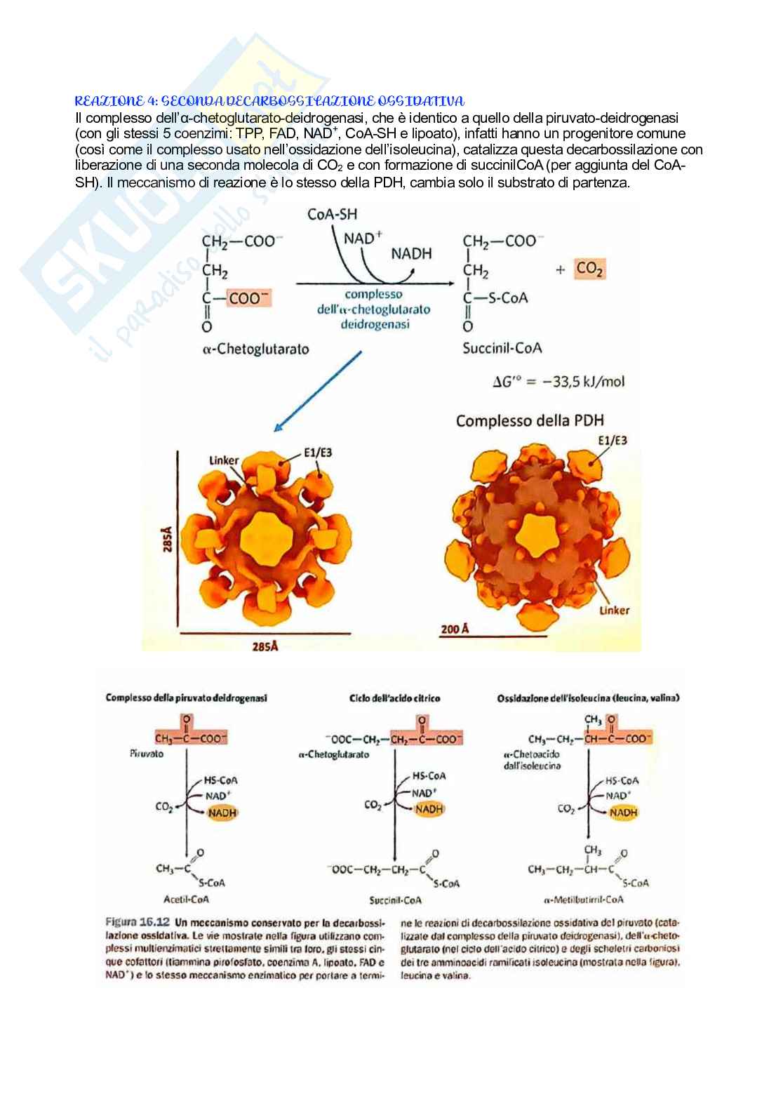 Biochimica   Pag. 56