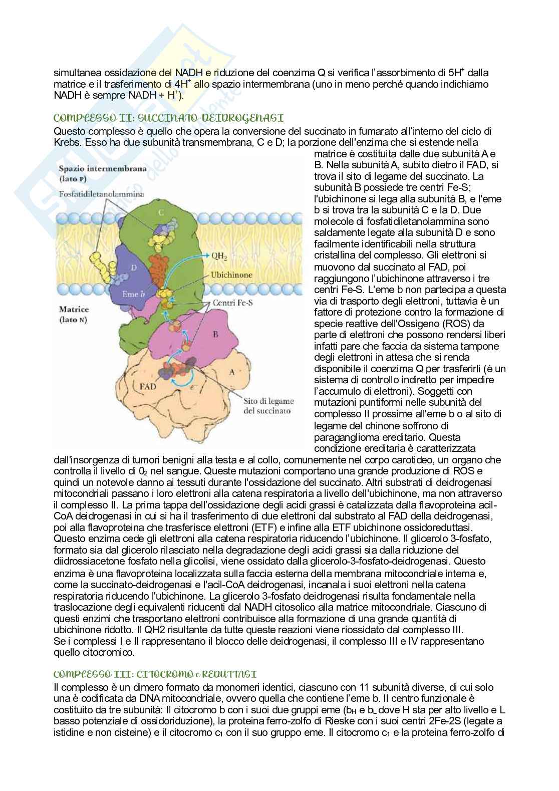 Biochimica   Pag. 81