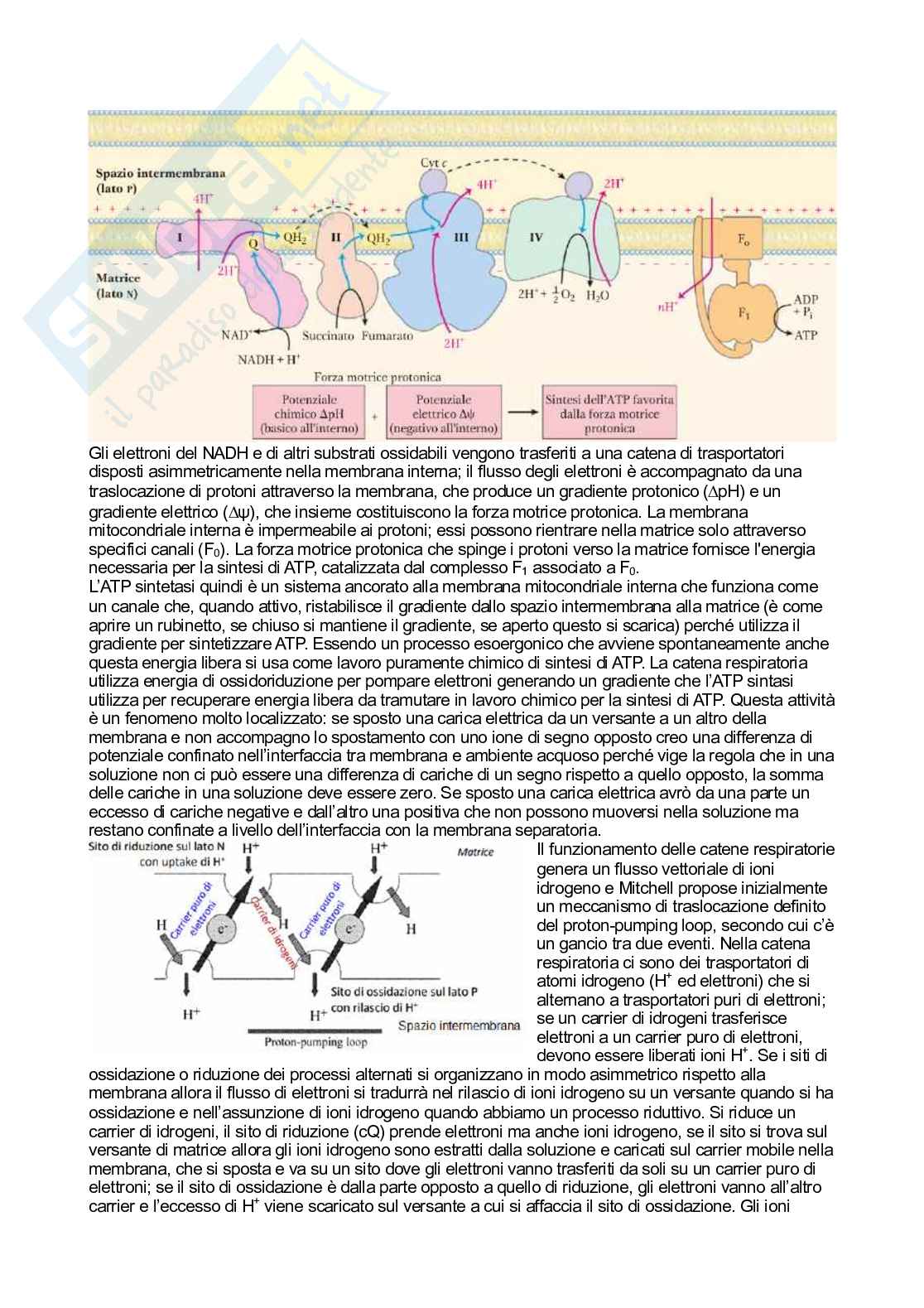 Biochimica   Pag. 91