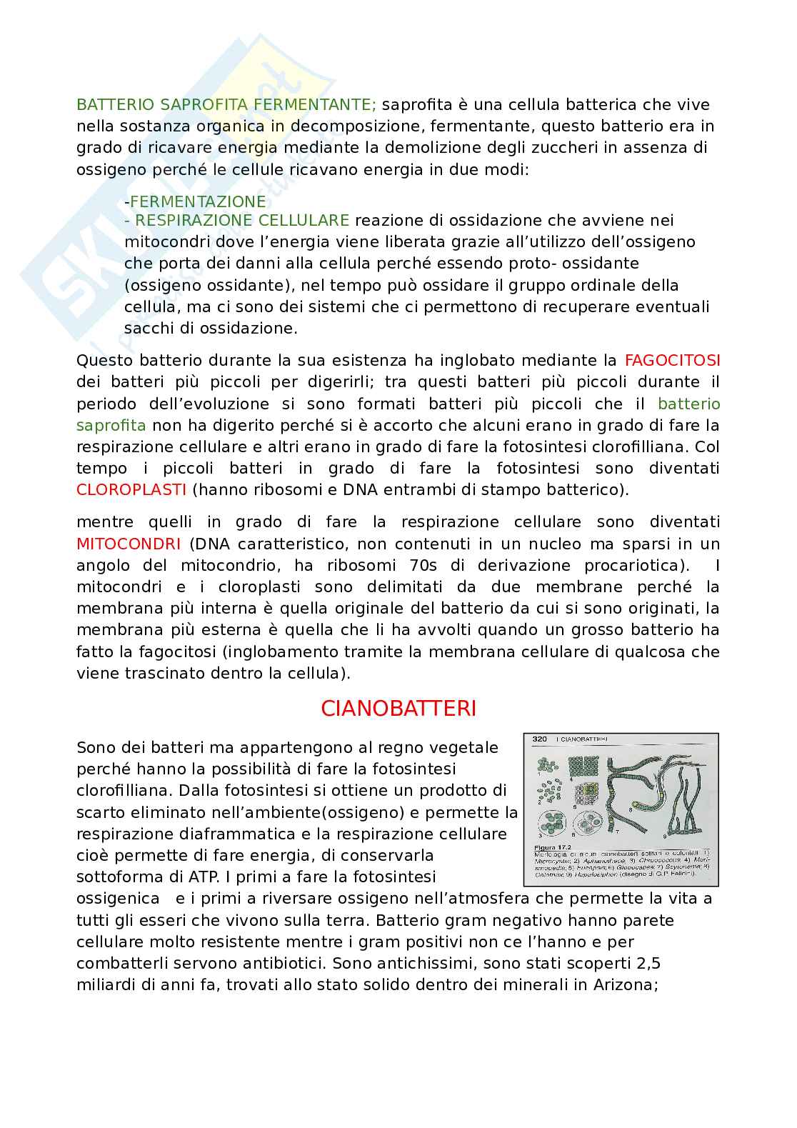 Appunti dettagliati di Biologia   Pag. 2