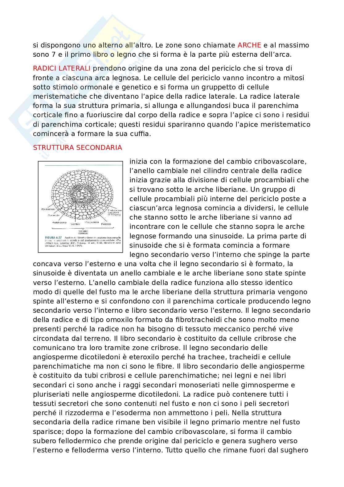 Appunti dettagliati di Biologia   Pag. 46