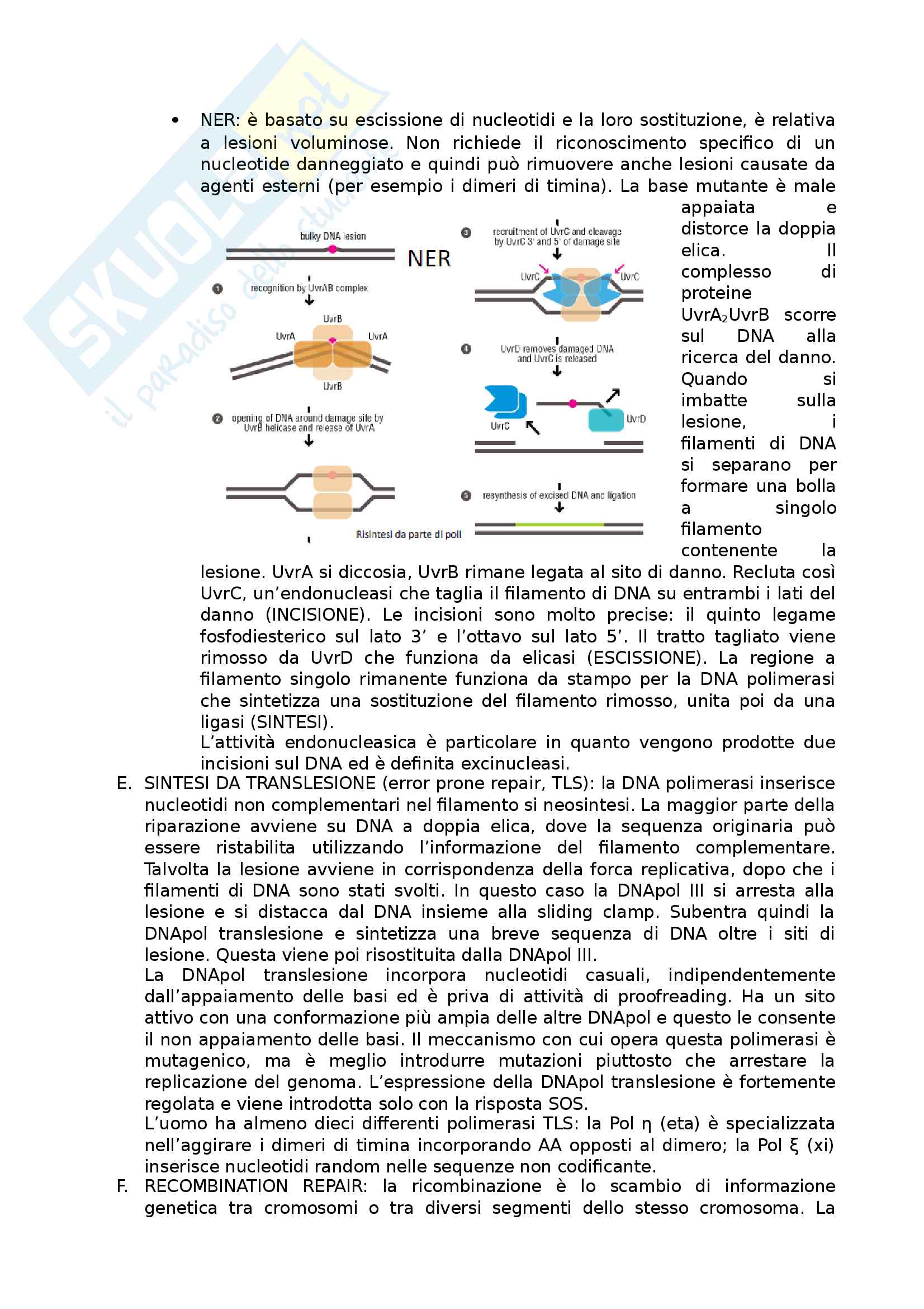Biologia molecolare Pag. 91