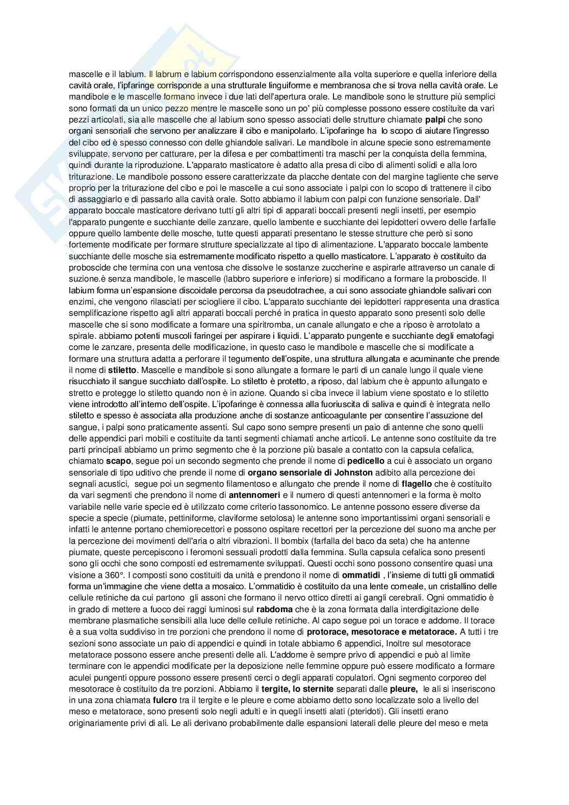 Appunti Biologia animale sistematica Pag. 51