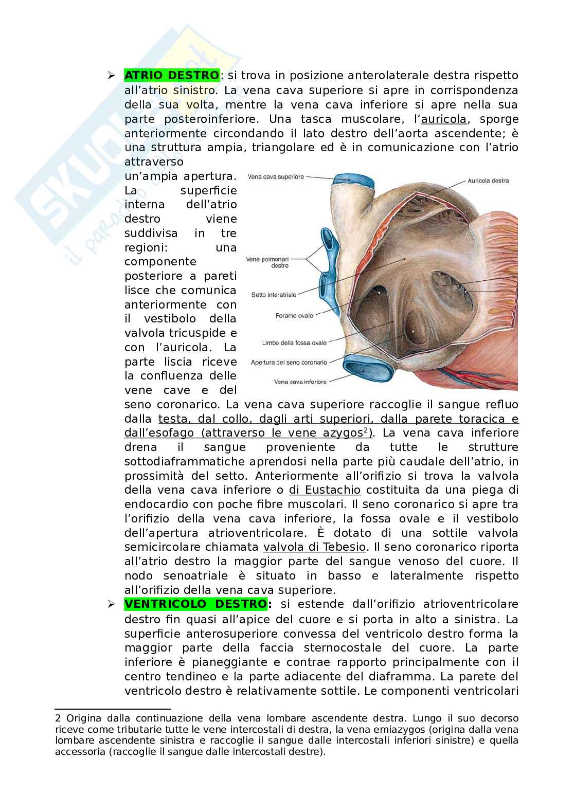 sistema cardiovascolare Pag. 2