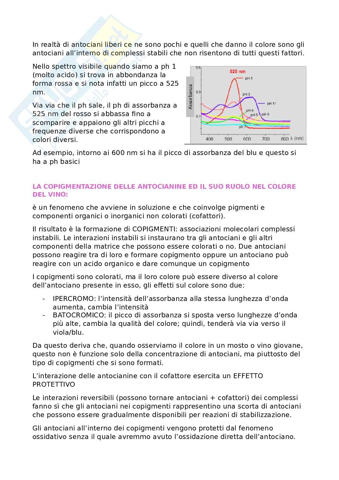 Vino Pag. 16