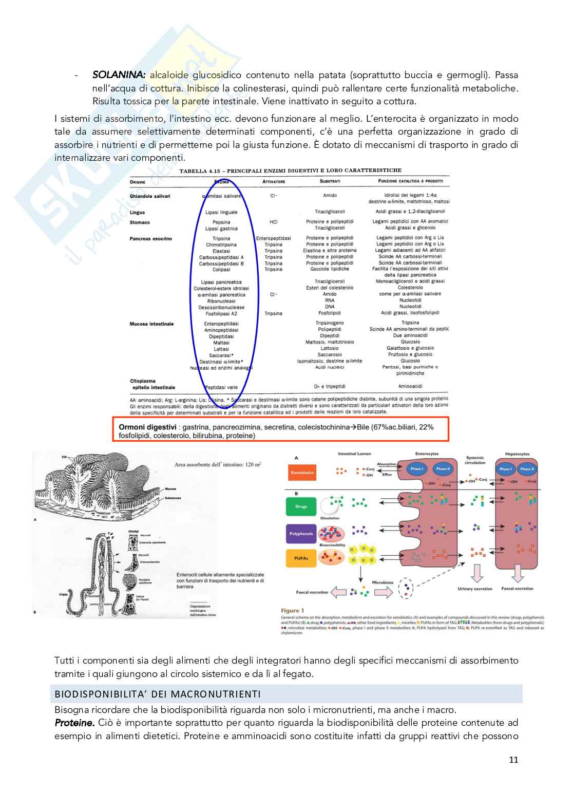 Appunti Chimica degli integratori nutrizionali e salutistici  Pag. 11