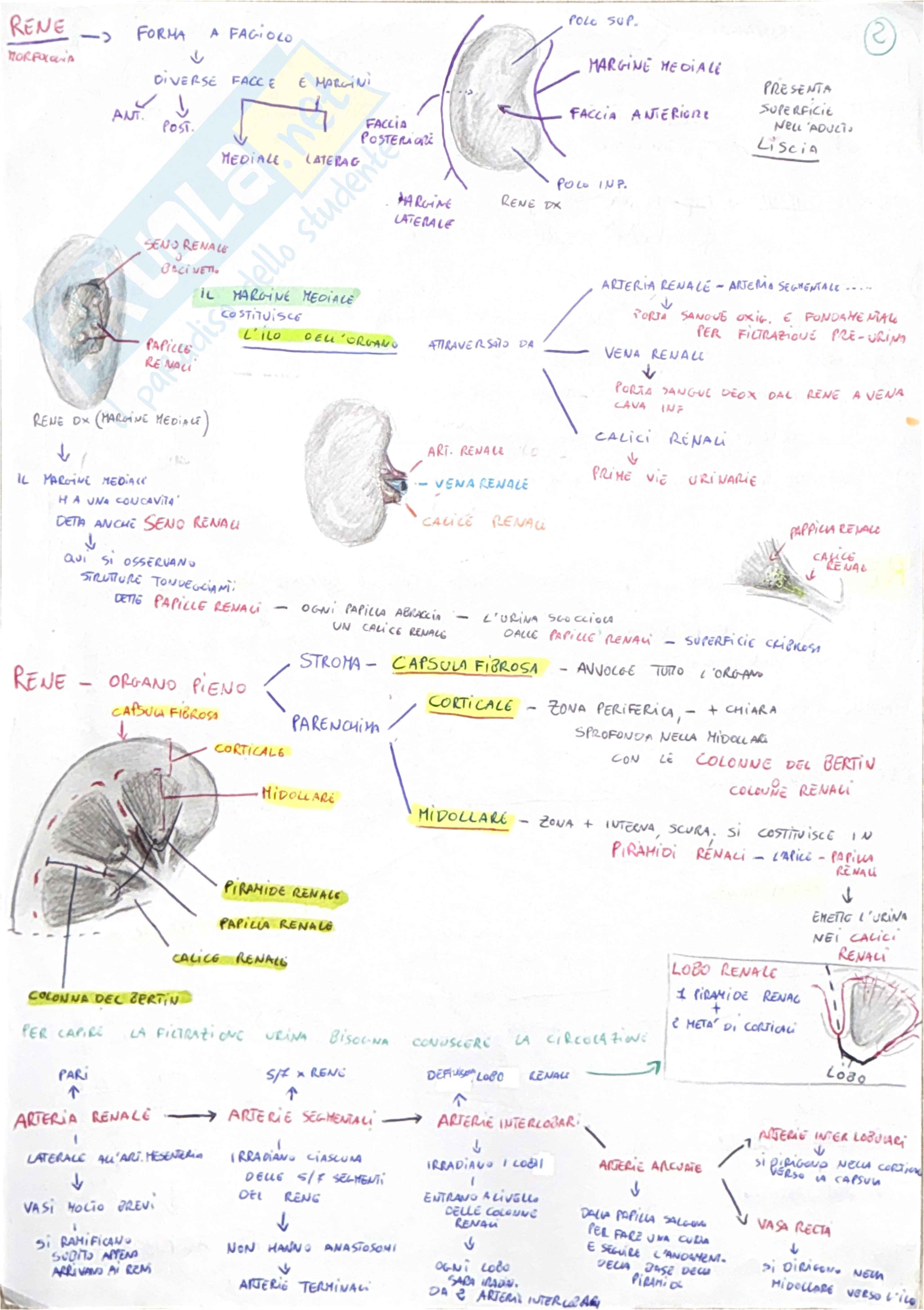 Schema di Anatomia umana sull'apparato urinario  Pag. 2