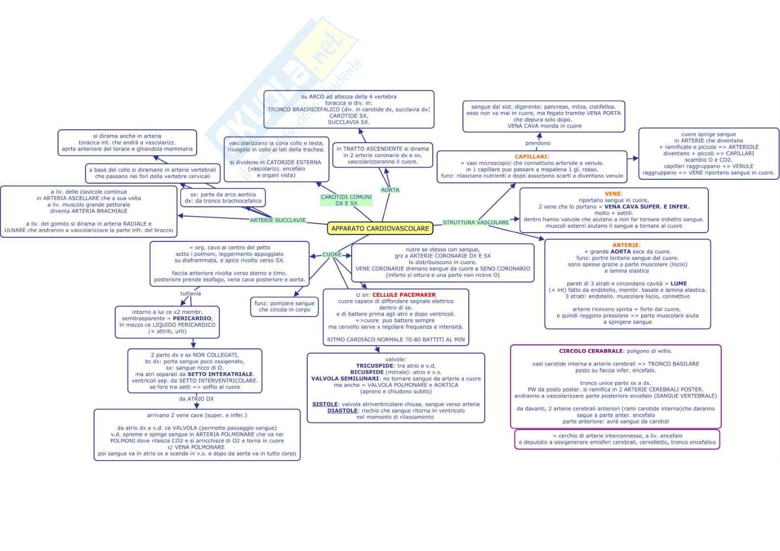 Mappa concettuale di Anatomia umana Pag. 2