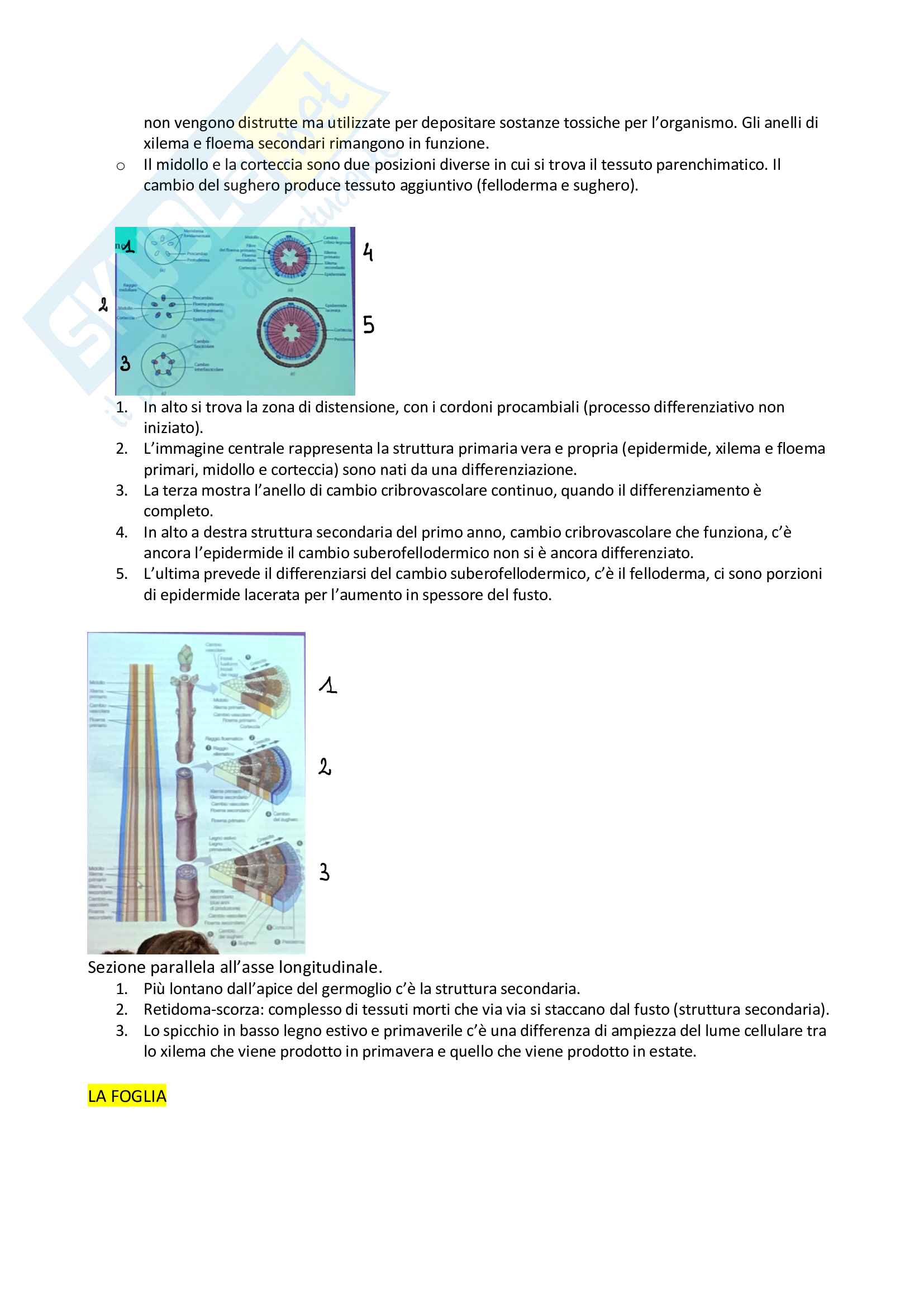 Biologia vegetale Pag. 21