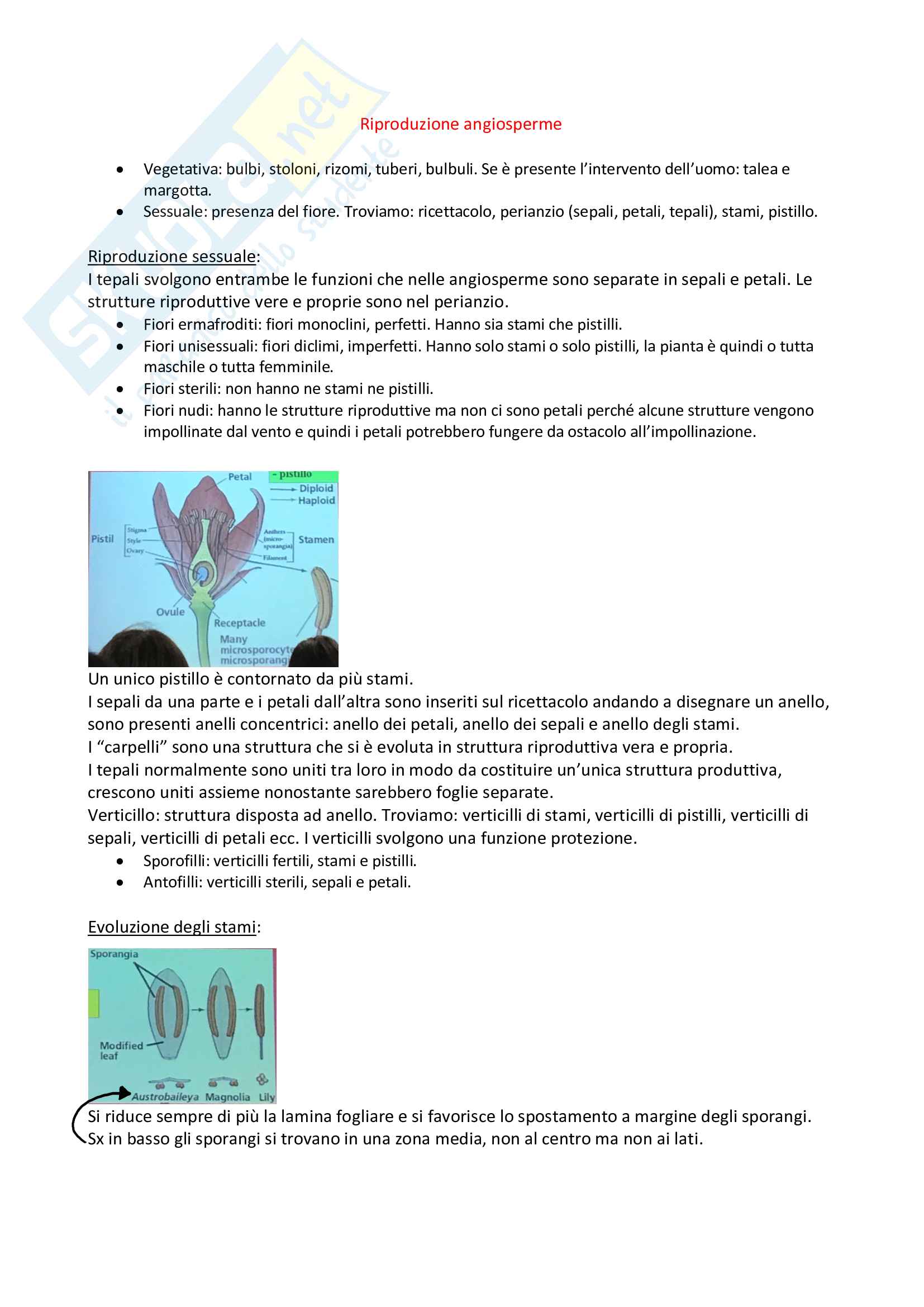 Biologia vegetale Pag. 26