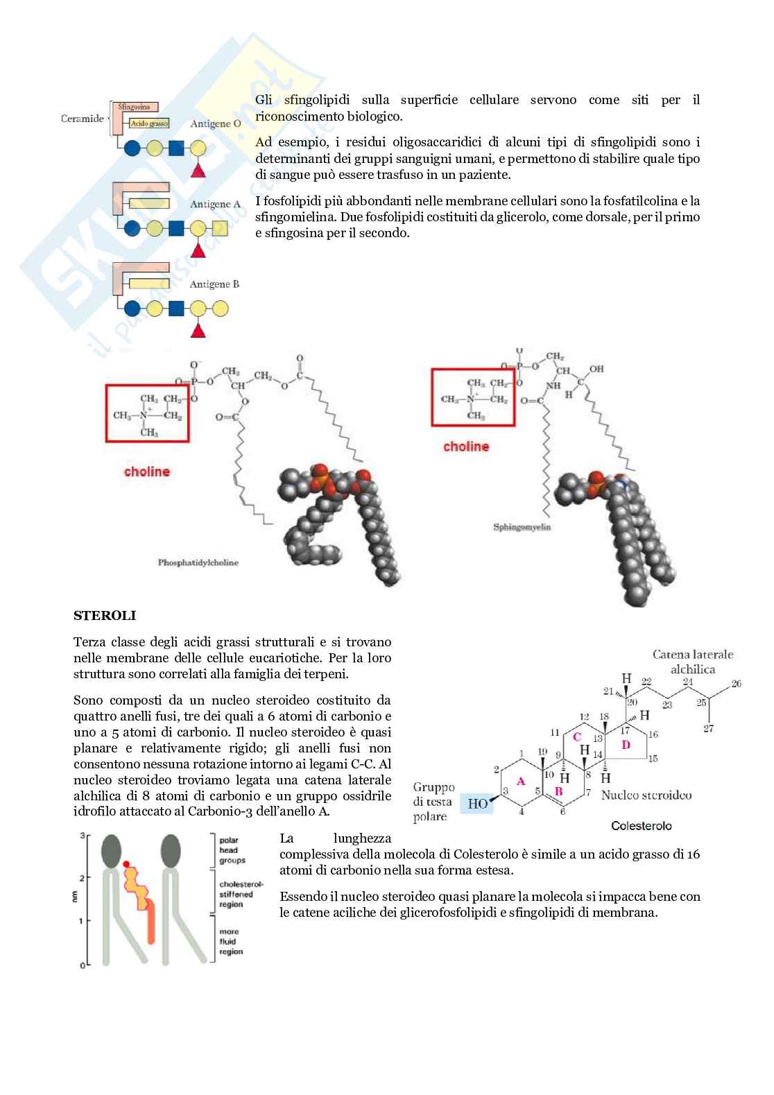 Biochimica e biologia molecolare delle piante Pag. 41