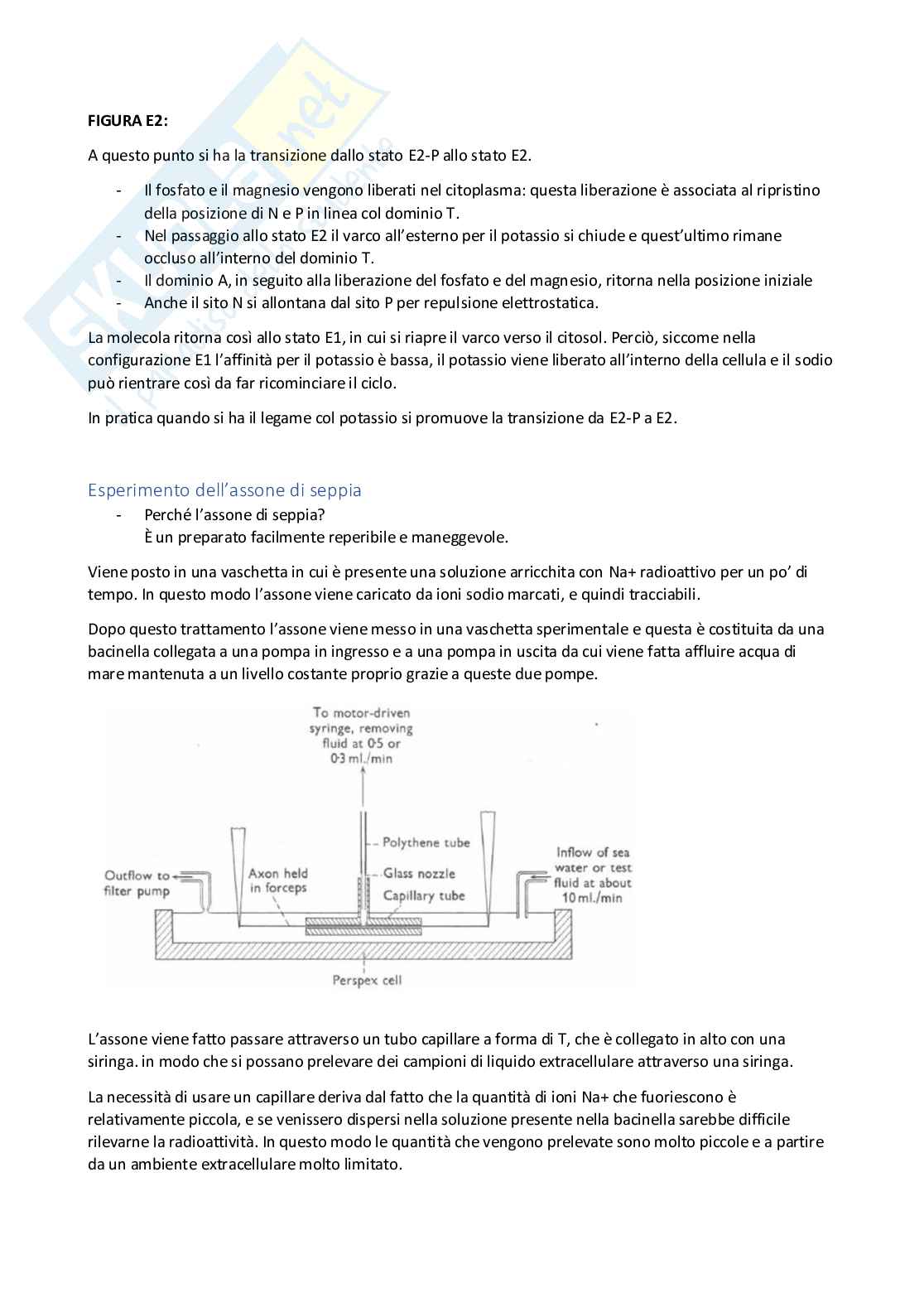 Lezione 5 Fisiologia generale Pag. 6