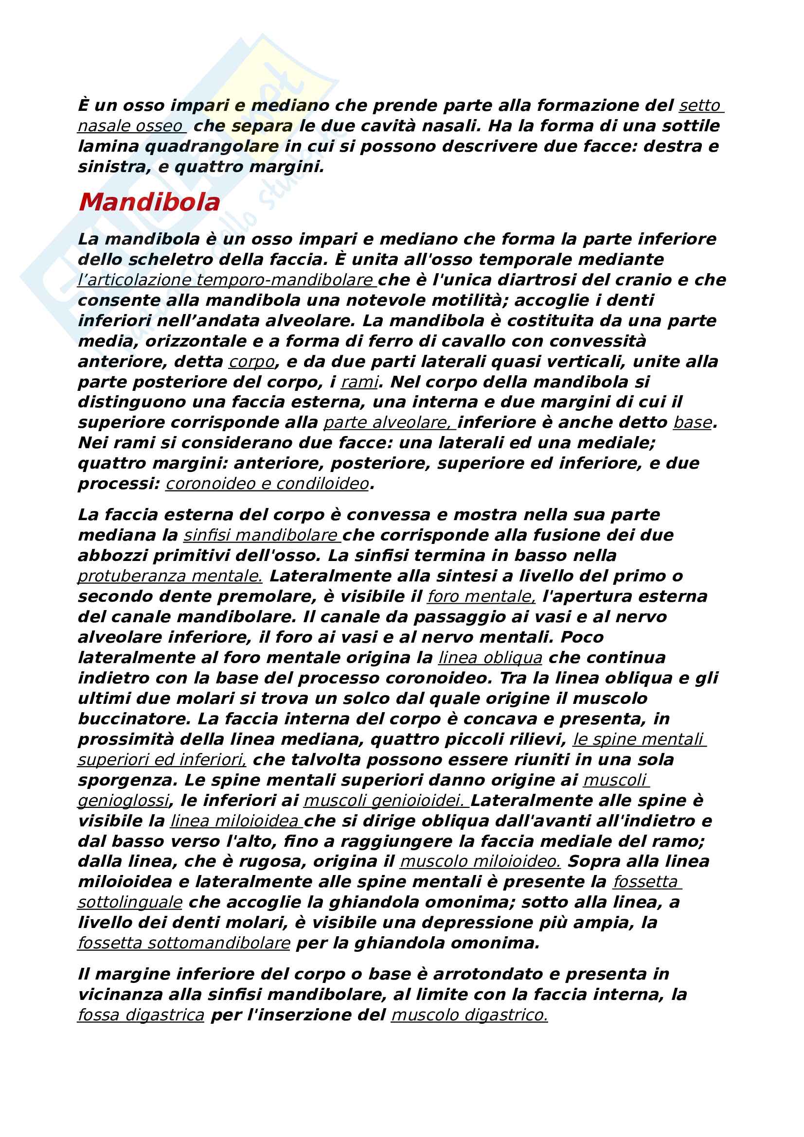 anatomia del cranio Pag. 31