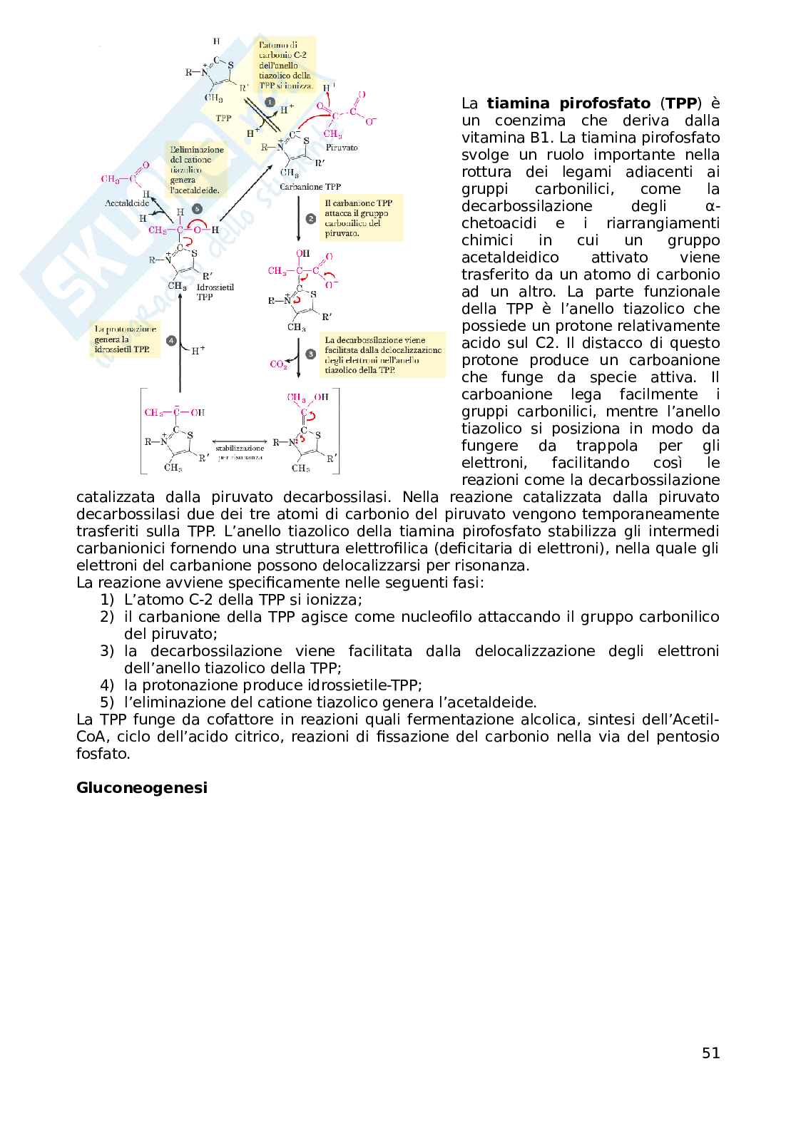 Riassunto esame Biochimica, Prof. Ammendola Rosario, libro consigliato I principi di biochimica di Lehninger, Nelson, Cox Pag. 51