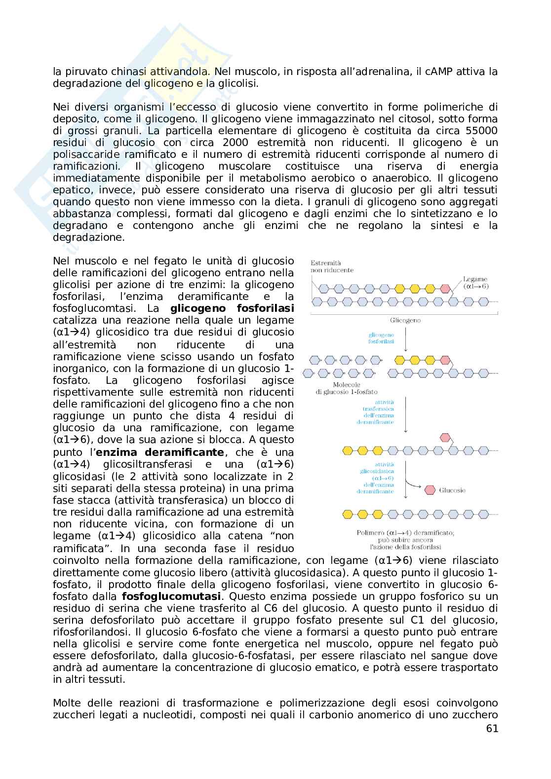 Riassunto esame Biochimica, Prof. Ammendola Rosario, libro consigliato I principi di biochimica di Lehninger, Nelson, Cox Pag. 61