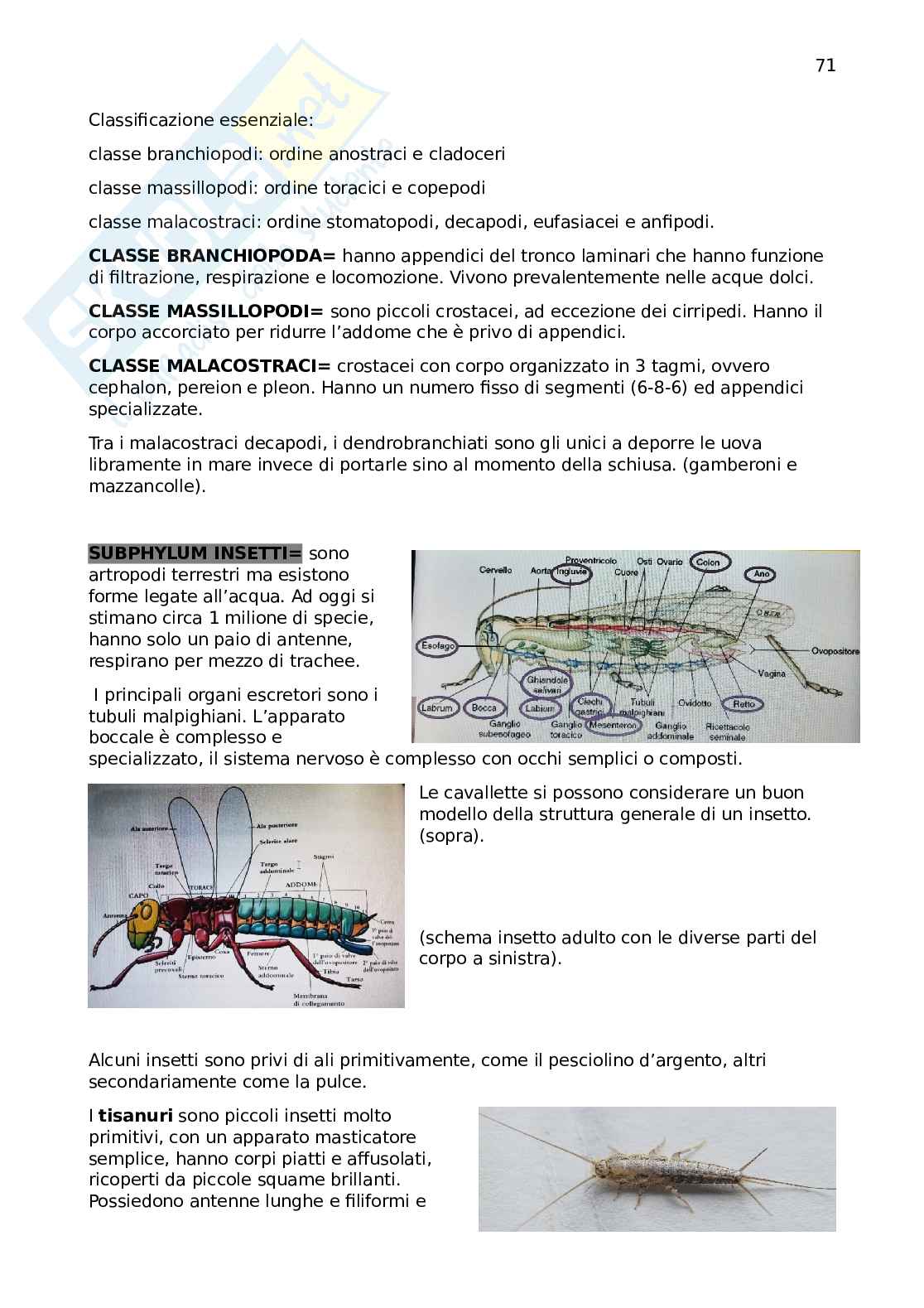 Zoologia Pag. 71