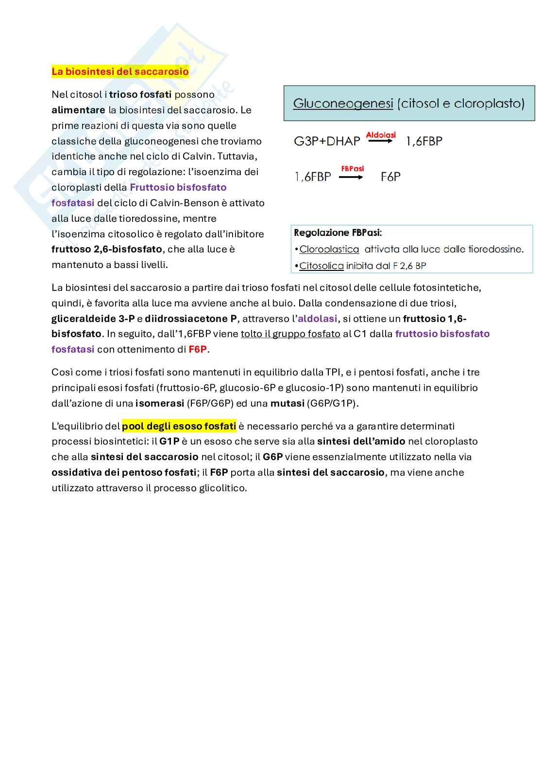 Amido, saccarosio e trasporto Pag. 2