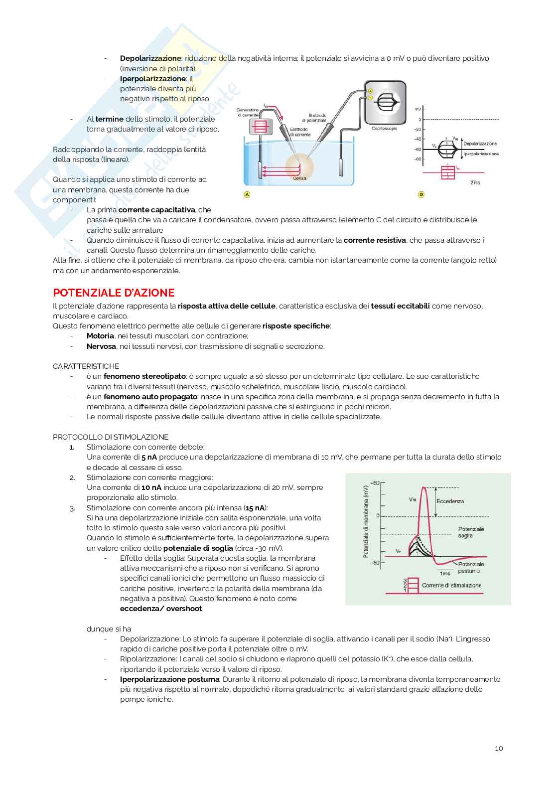 Appunti di Fisiologia umana Pag. 11