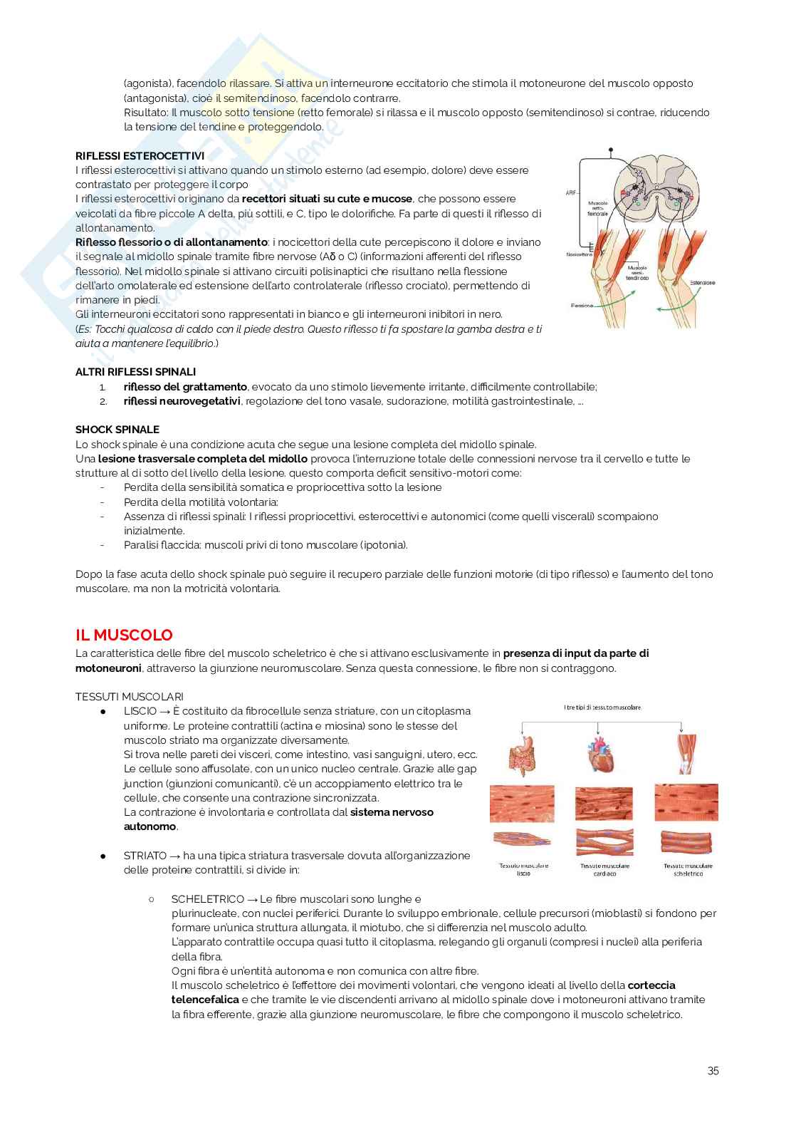 Appunti di Fisiologia umana Pag. 36