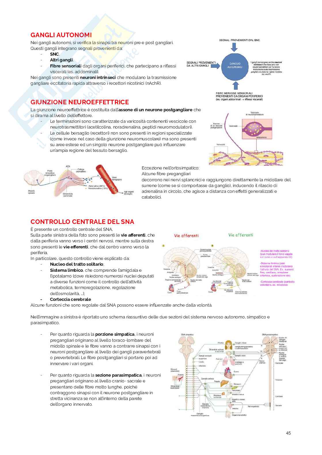 Appunti di Fisiologia umana Pag. 46