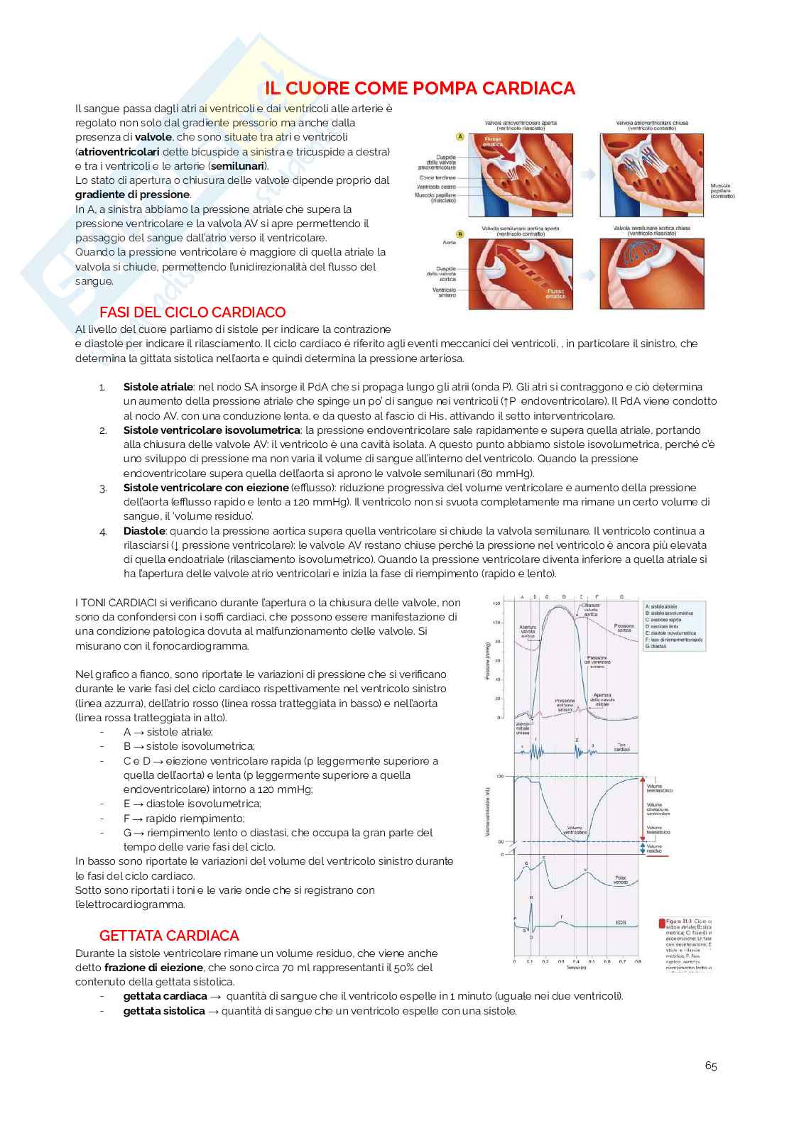 Appunti di Fisiologia umana Pag. 66