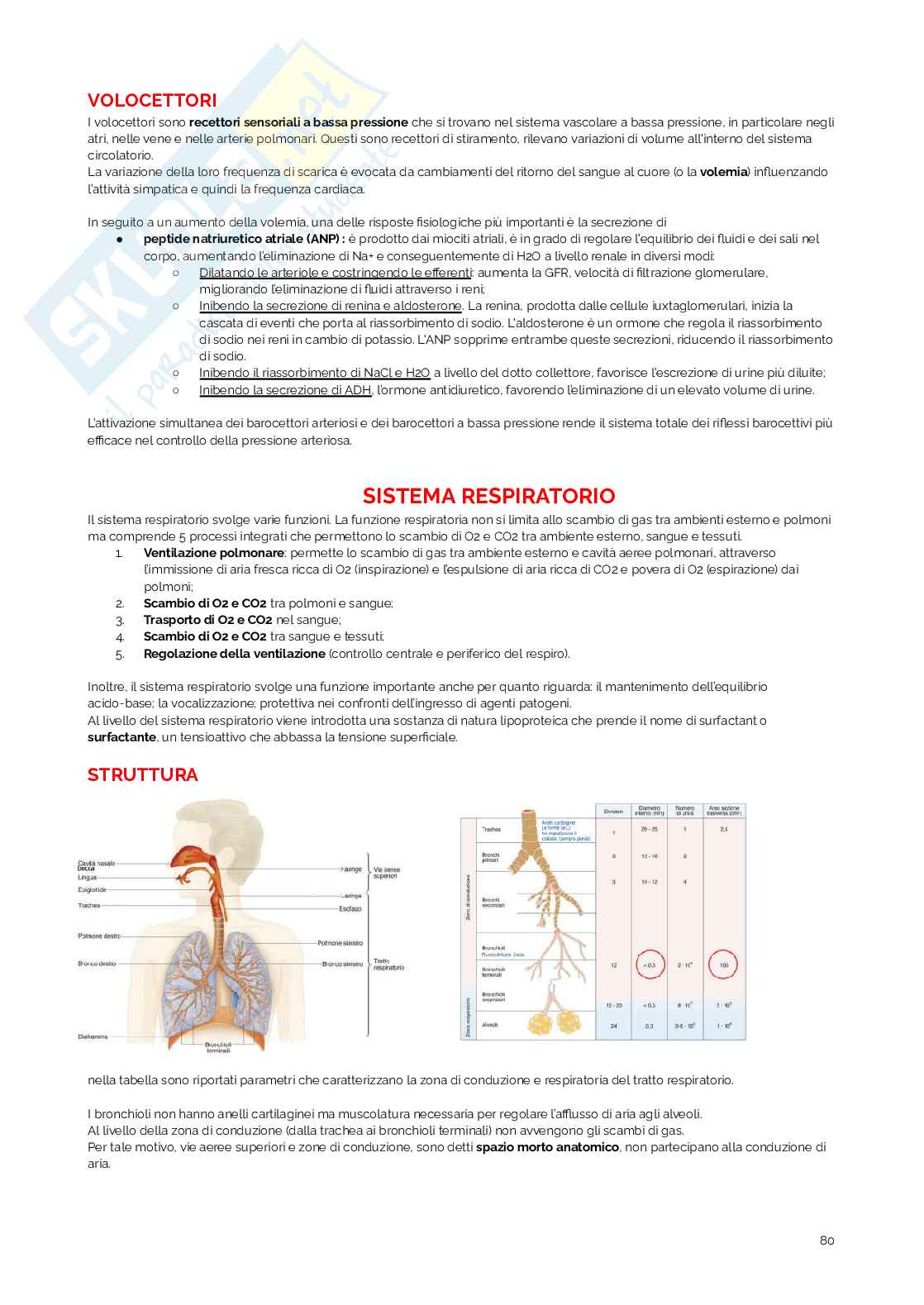 Appunti di Fisiologia umana Pag. 81