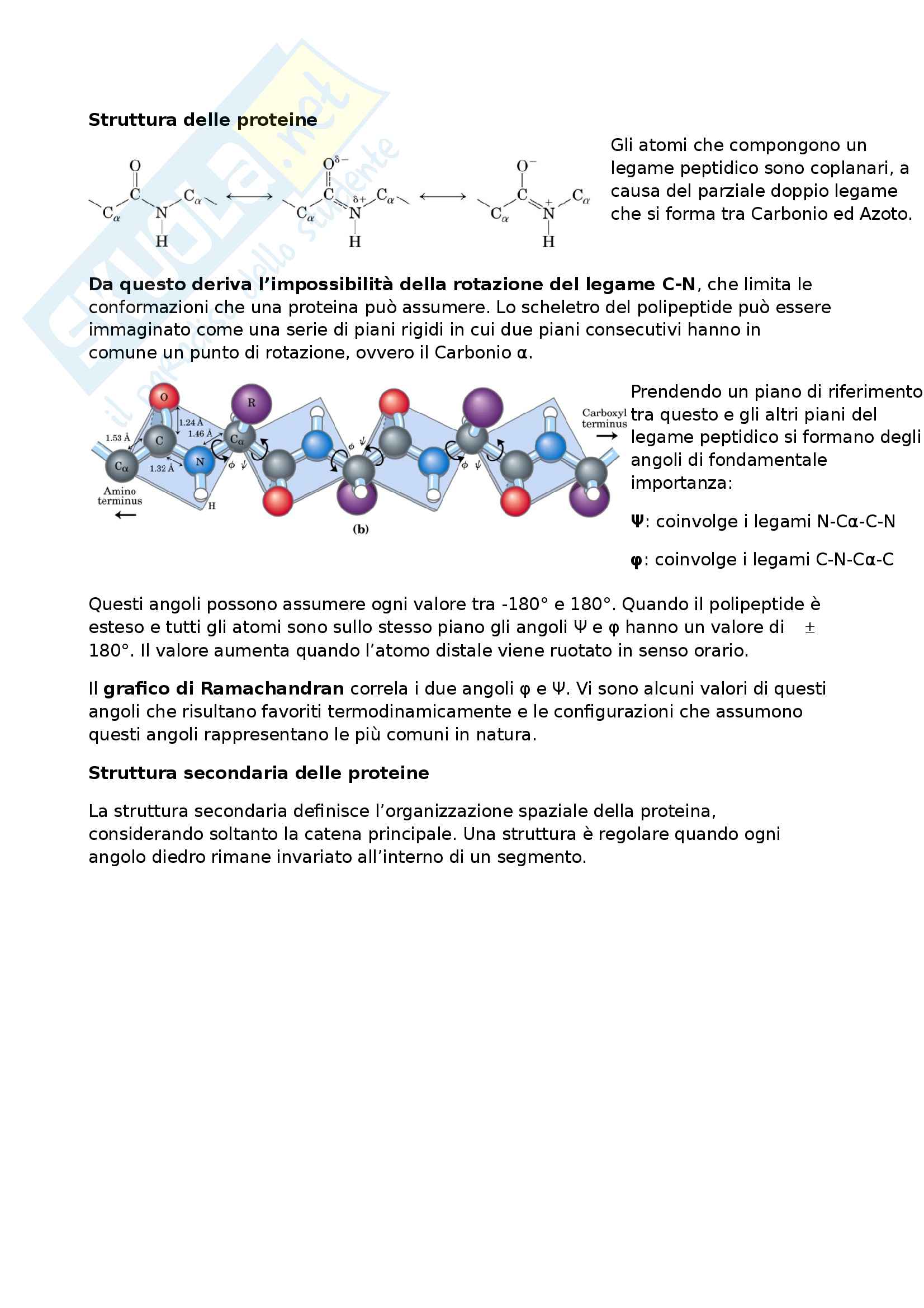 1 - Proteine, Struttura proteine fibrose, proteine globulari Pag. 1