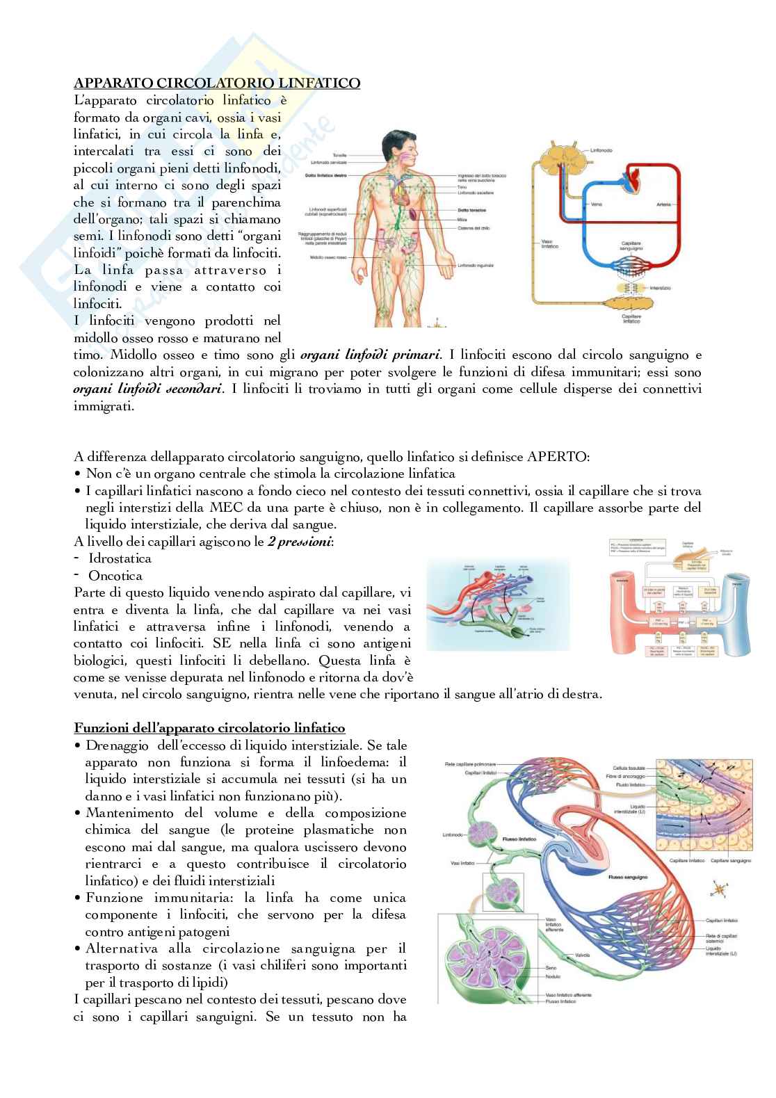 Apparato circolatorio linfatico Pag. 1