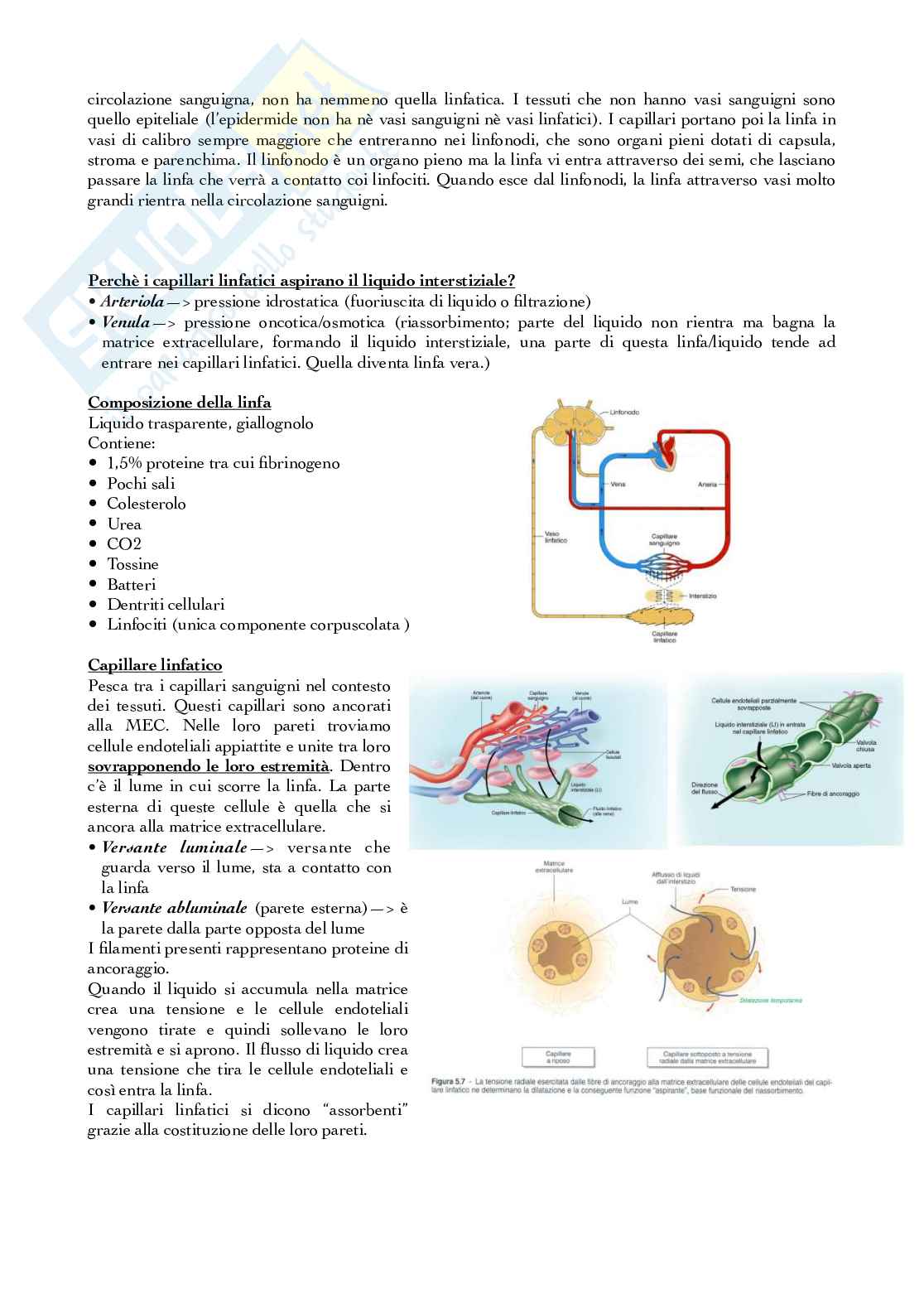 Apparato circolatorio linfatico Pag. 2