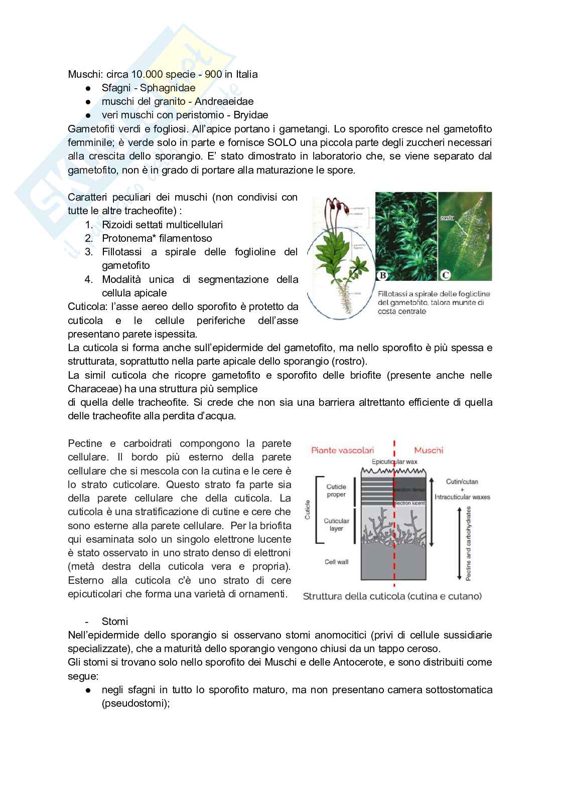 Botanica sistematica  Pag. 36