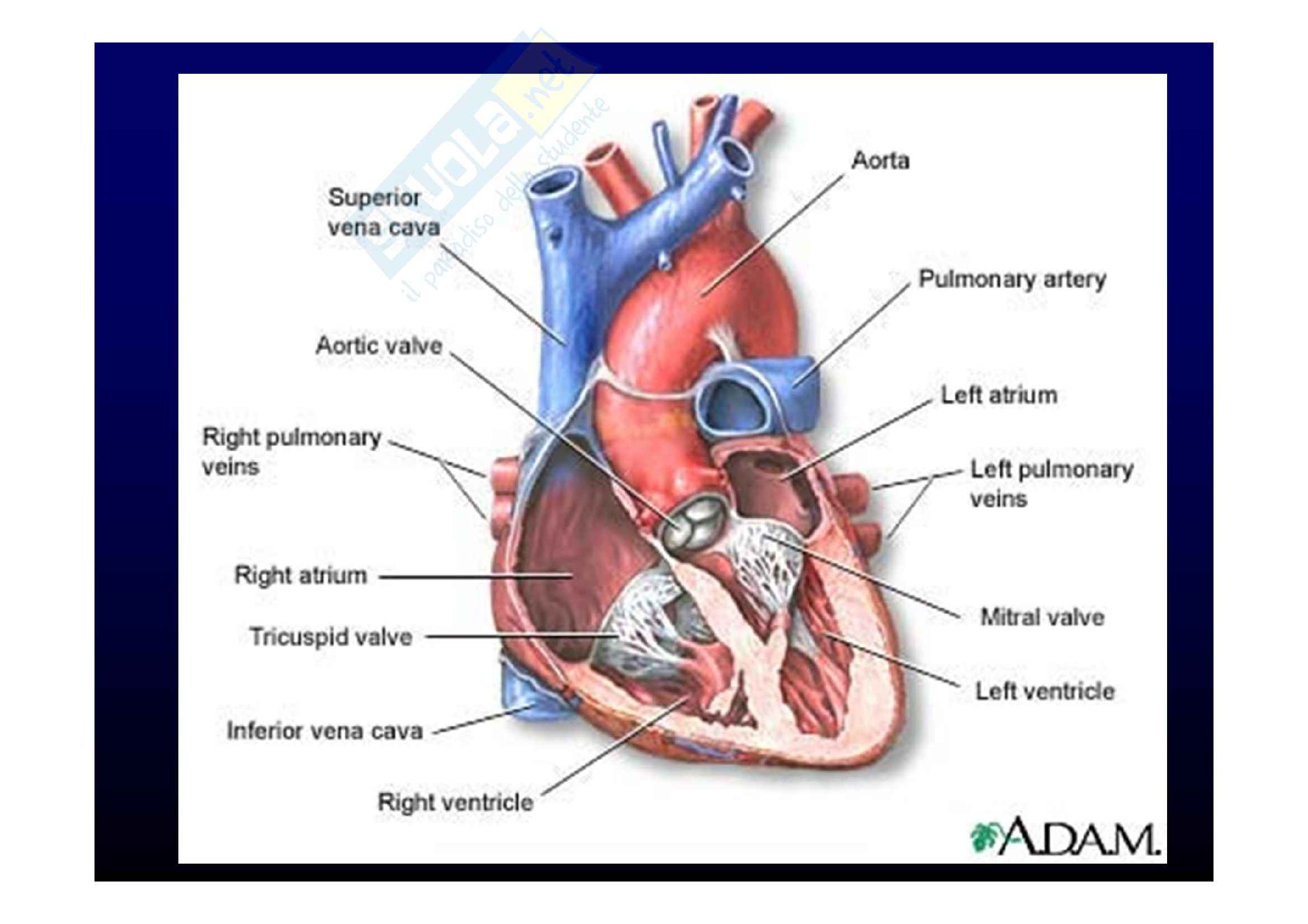 Appunti di Medicina Interna sul cuore Pag. 1