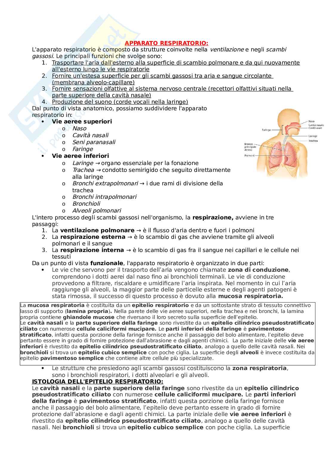 Apparato respiratorio Pag. 1