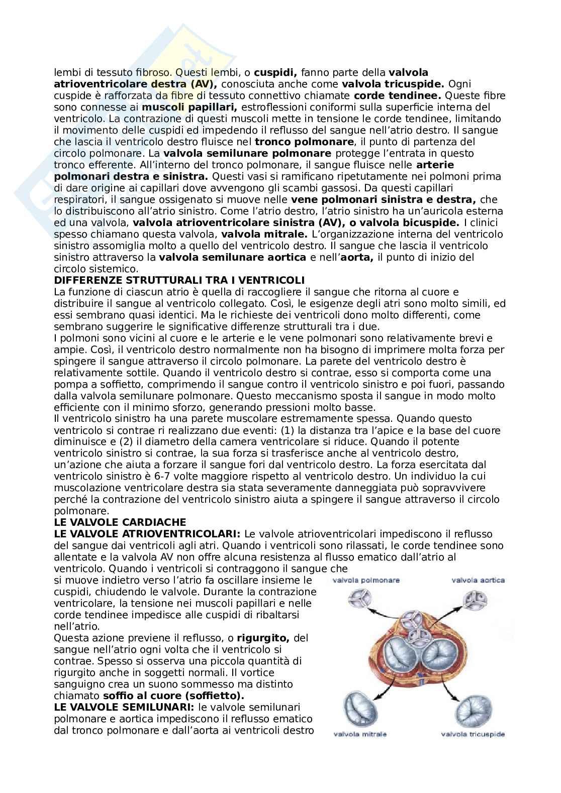 Apparato respiratorio Pag. 31