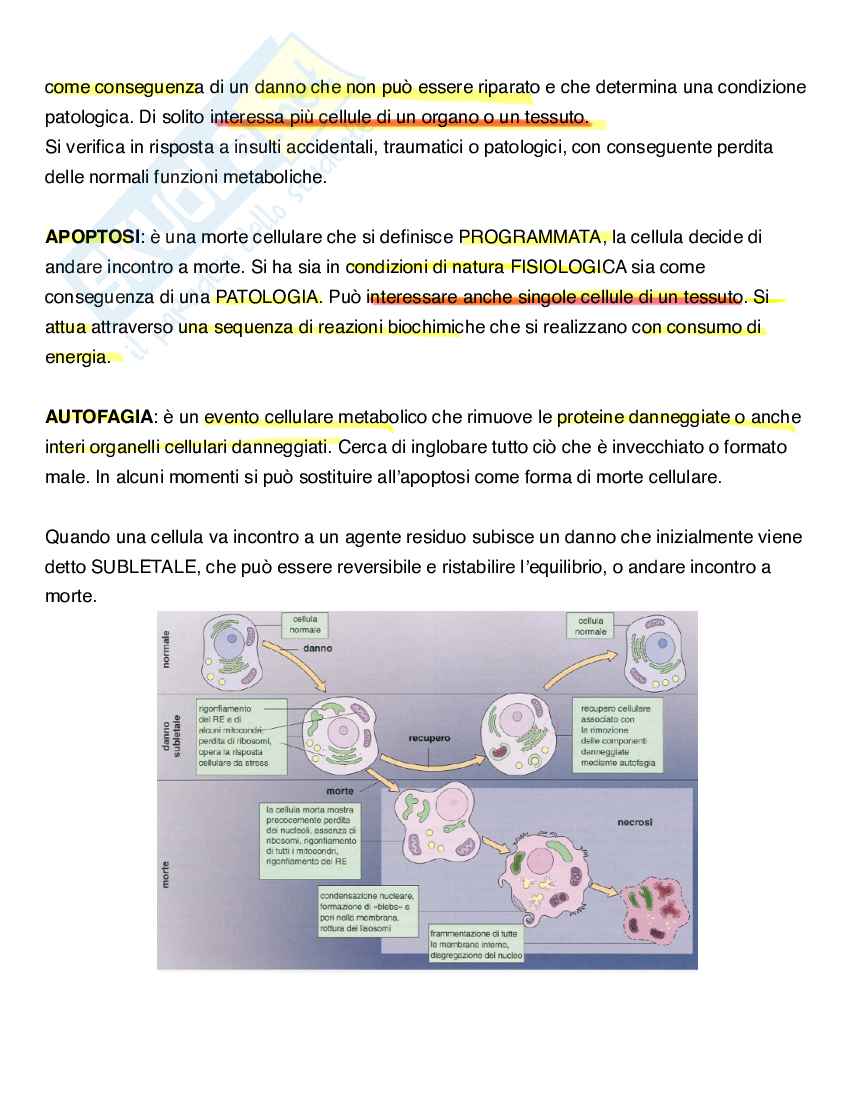 Apoptosi e morte cellulare Pag. 2