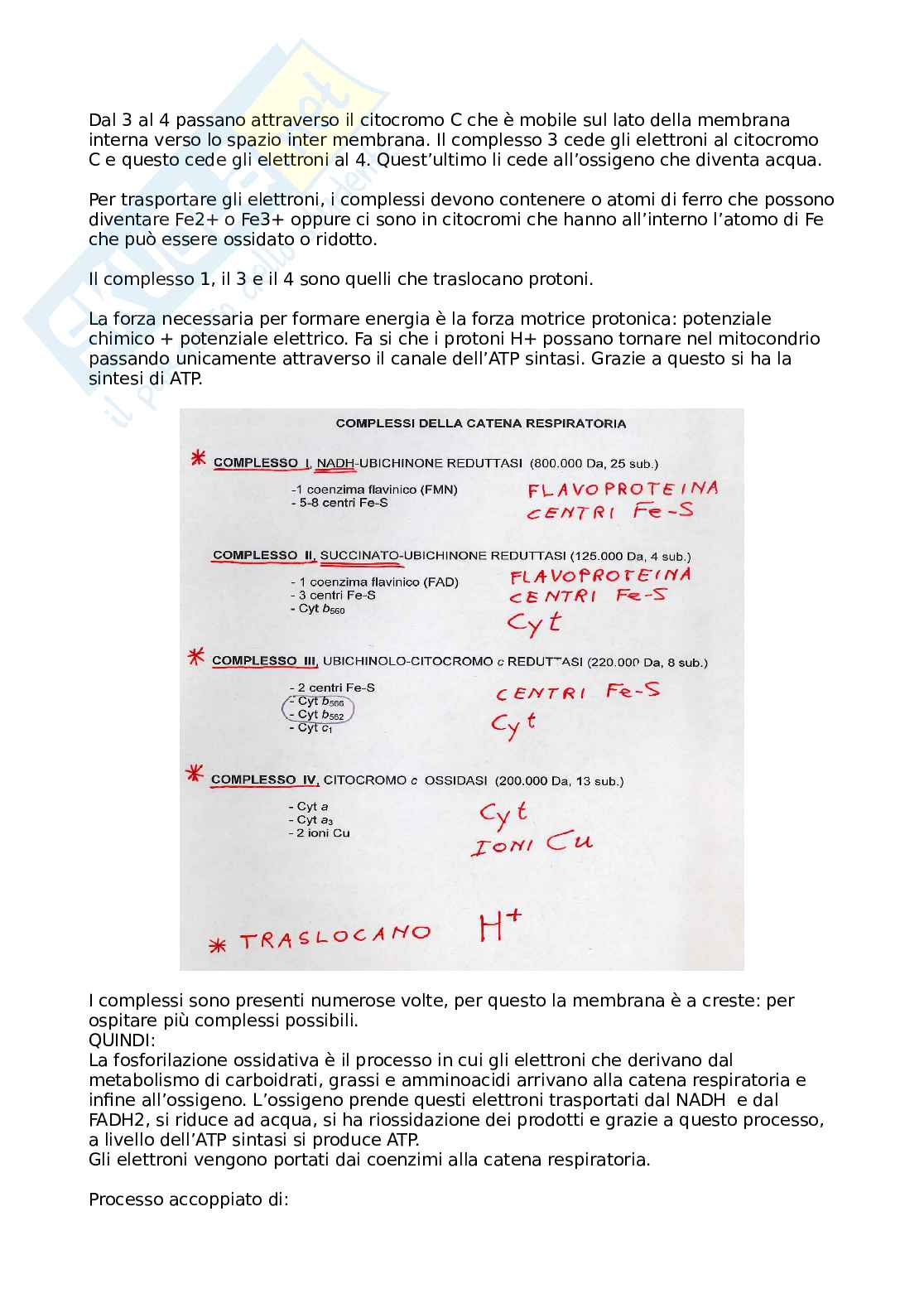 Fosforilazione ossidativa Pag. 6