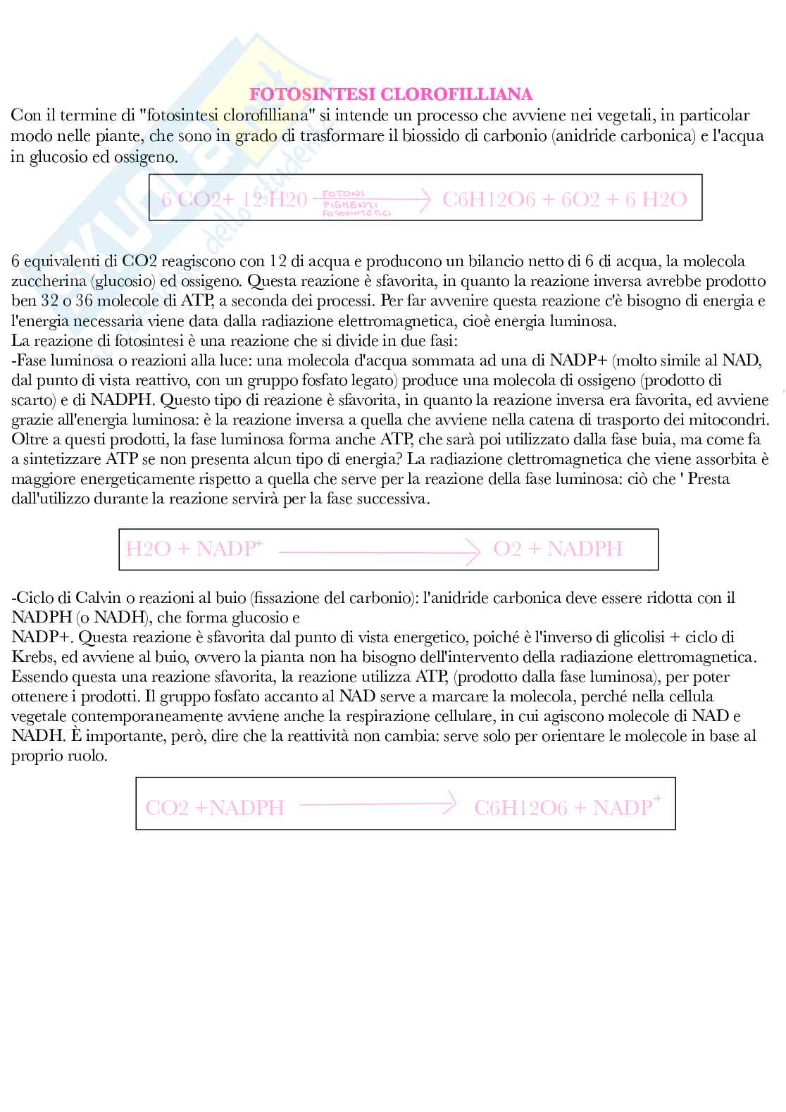 Botanica generale e sistematica Pag. 11