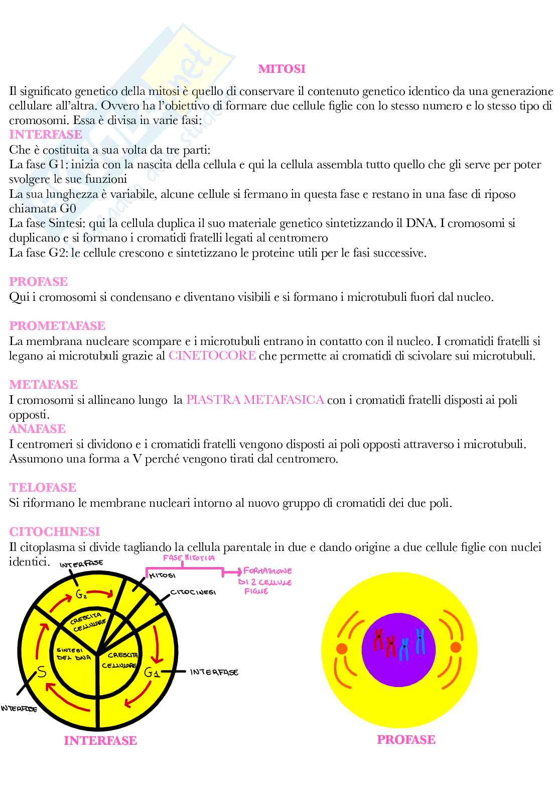 Botanica generale e sistematica Pag. 16