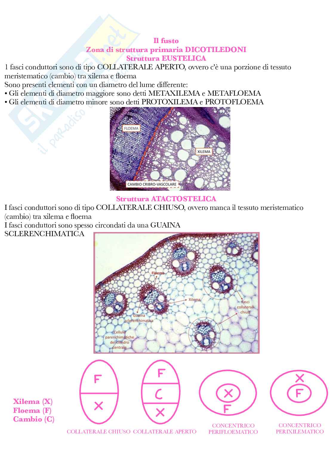 Botanica generale e sistematica Pag. 41