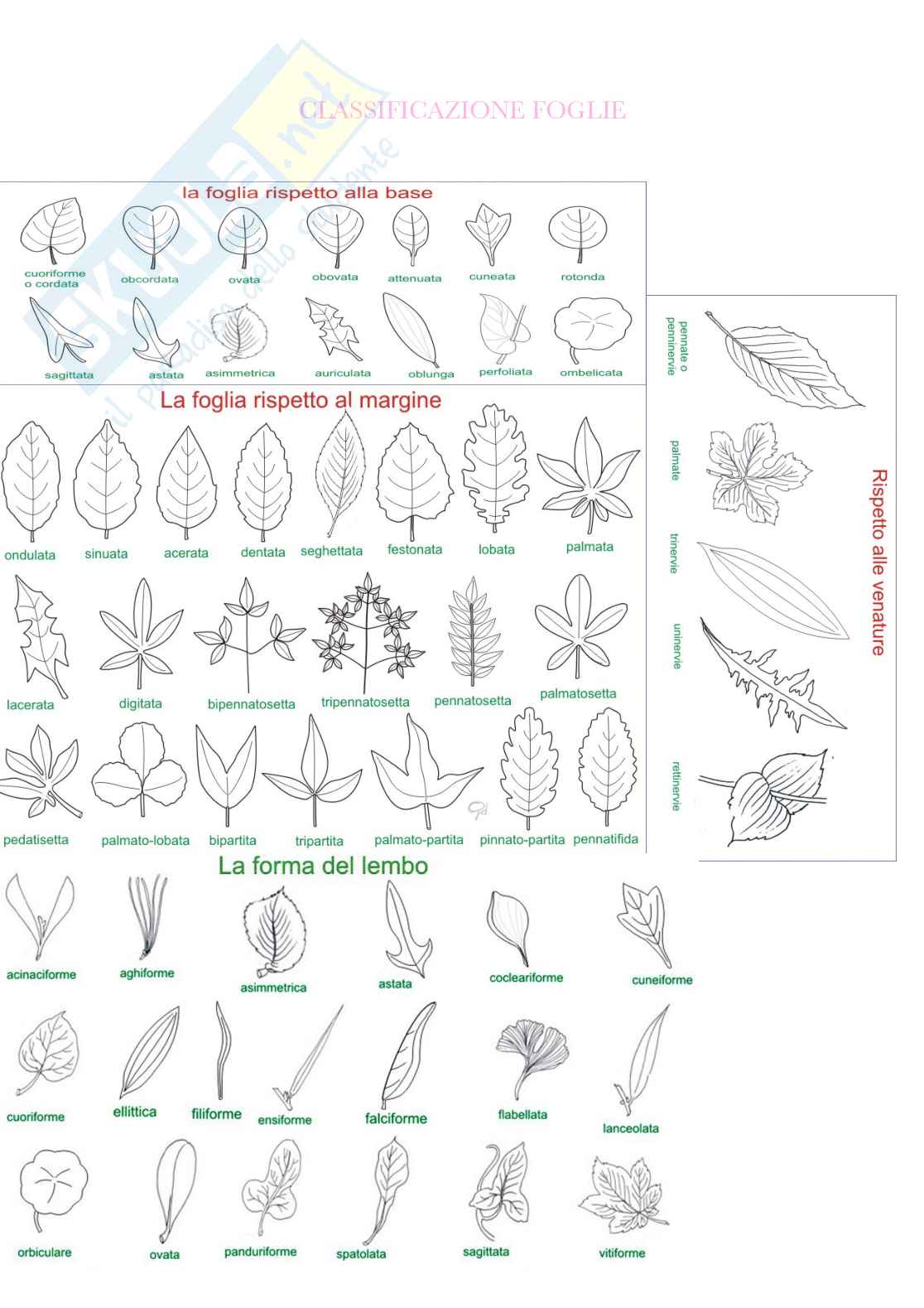 Botanica generale e sistematica Pag. 46