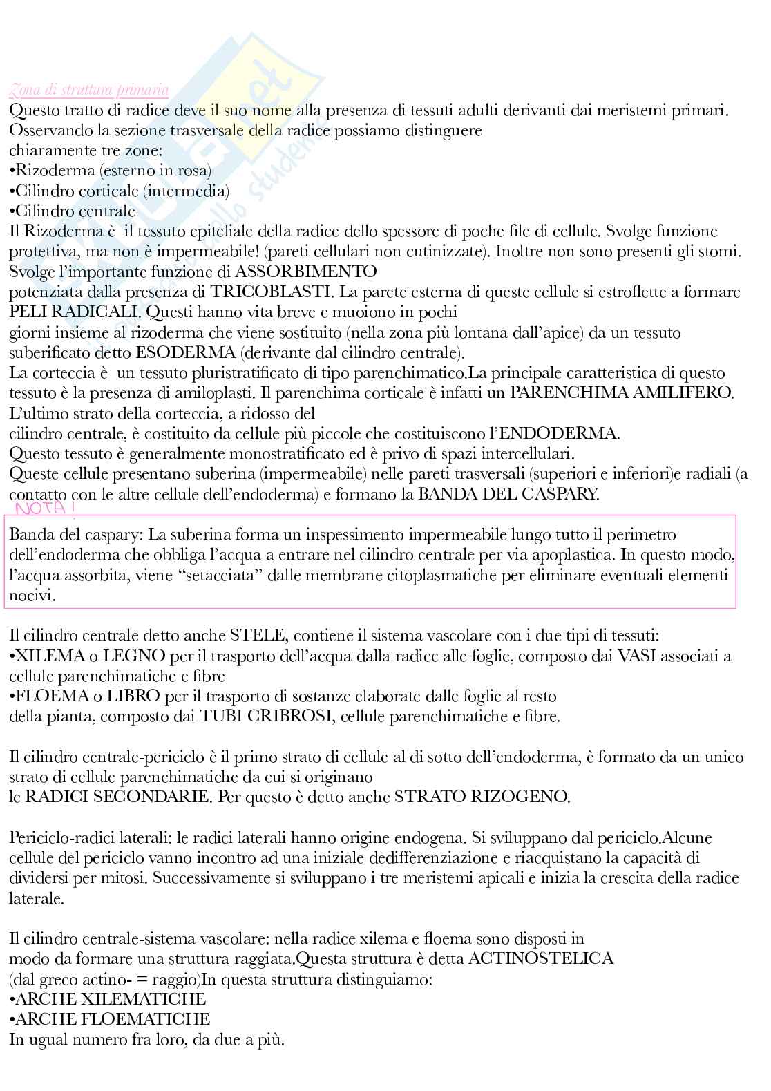 Botanica generale e sistematica Pag. 51