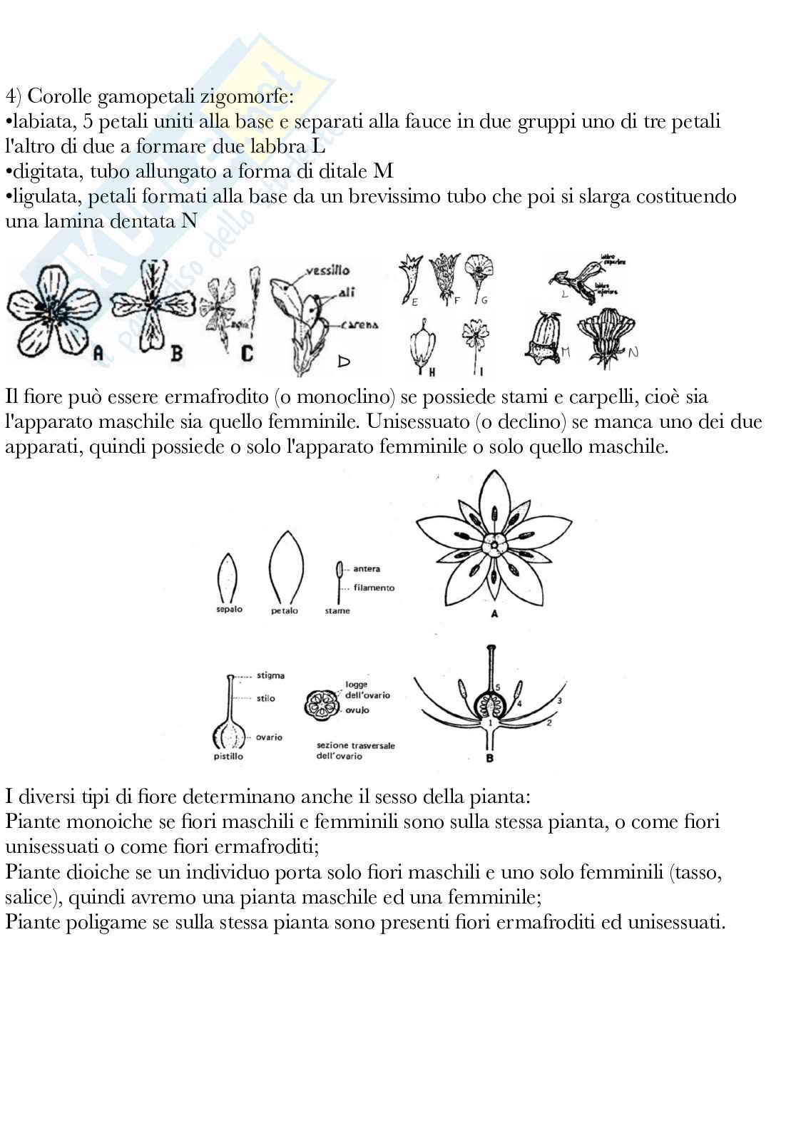 Botanica generale e sistematica Pag. 61