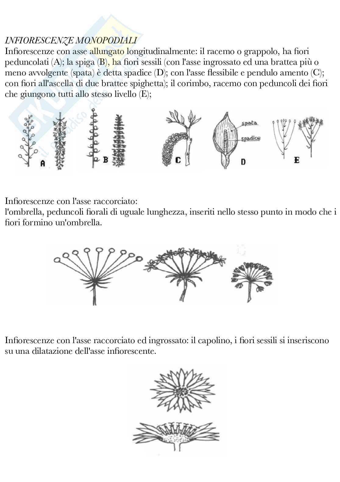 Botanica generale e sistematica Pag. 66