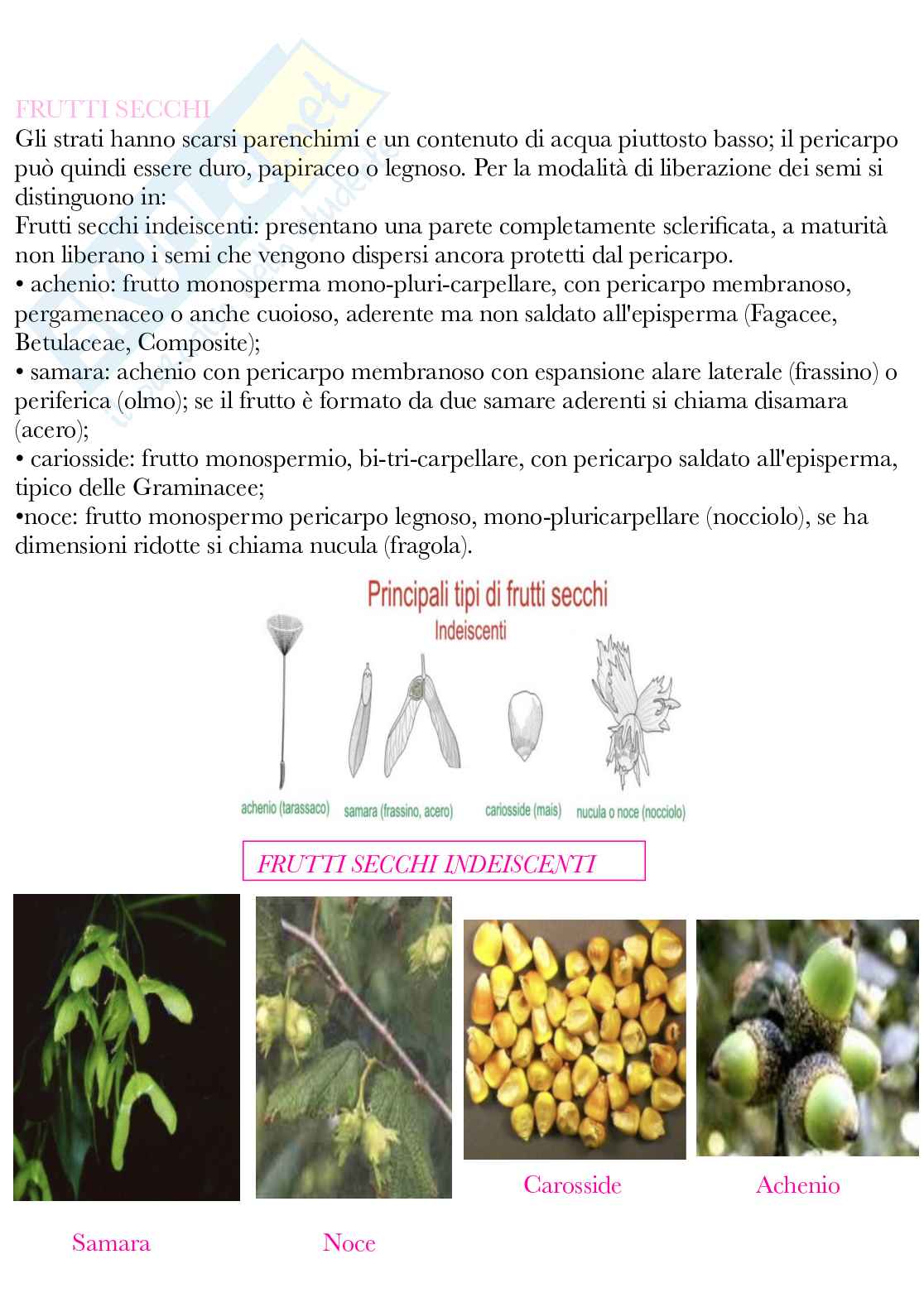 Botanica generale e sistematica Pag. 71