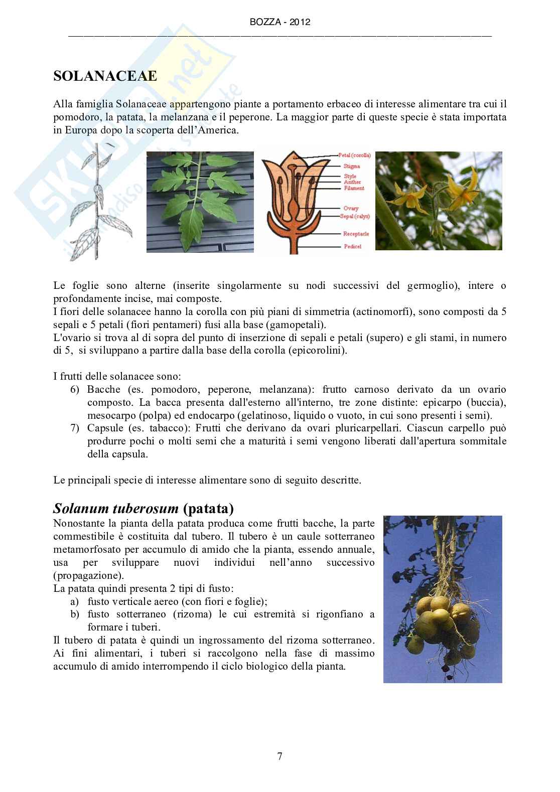 Botanica generale e sistematica Pag. 91