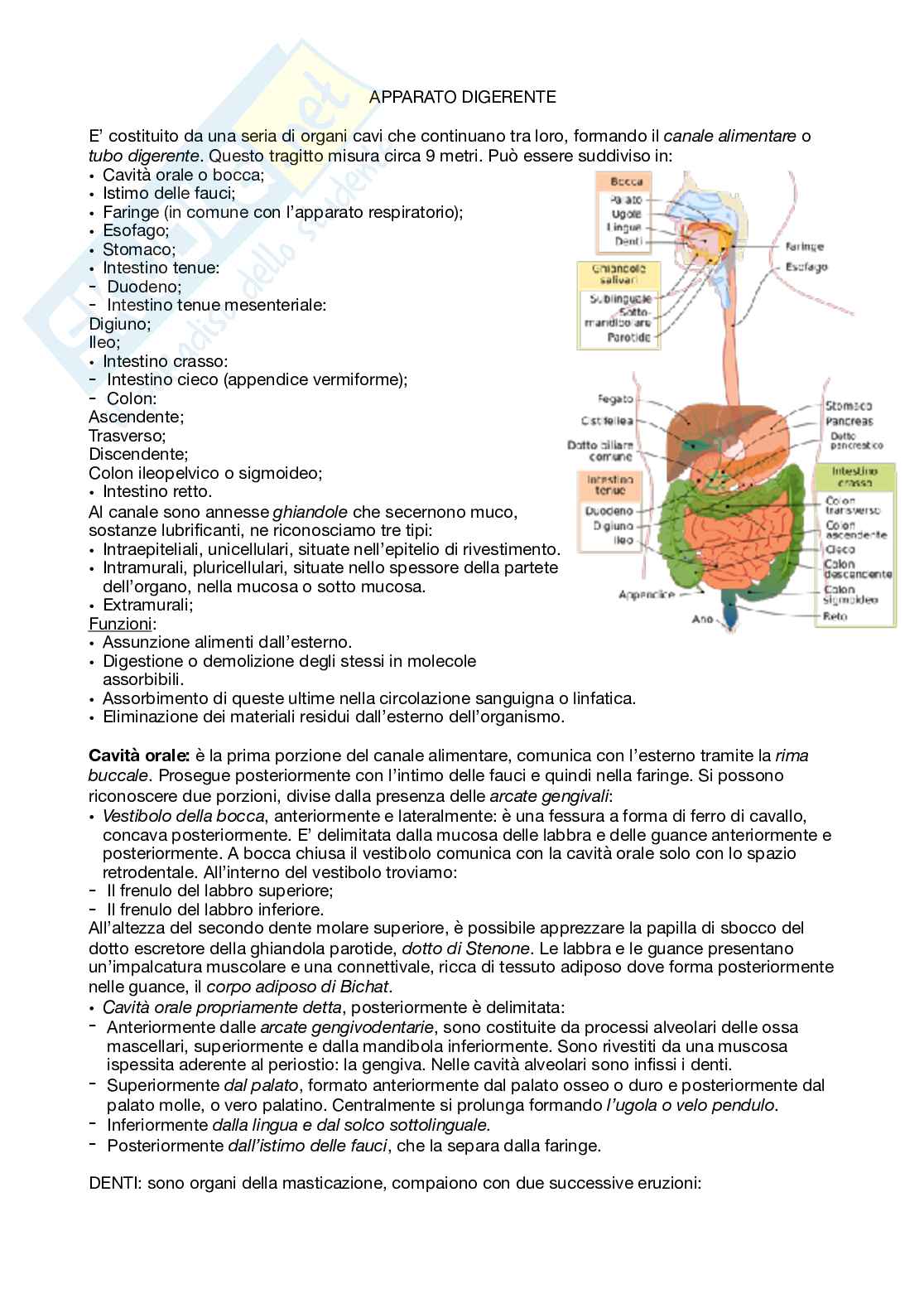 Riassunto esame Anatomia umana, Prof. Santoro Antonio, libro consigliato Anatomia Umana , Glauco Ambrosi Pag. 1