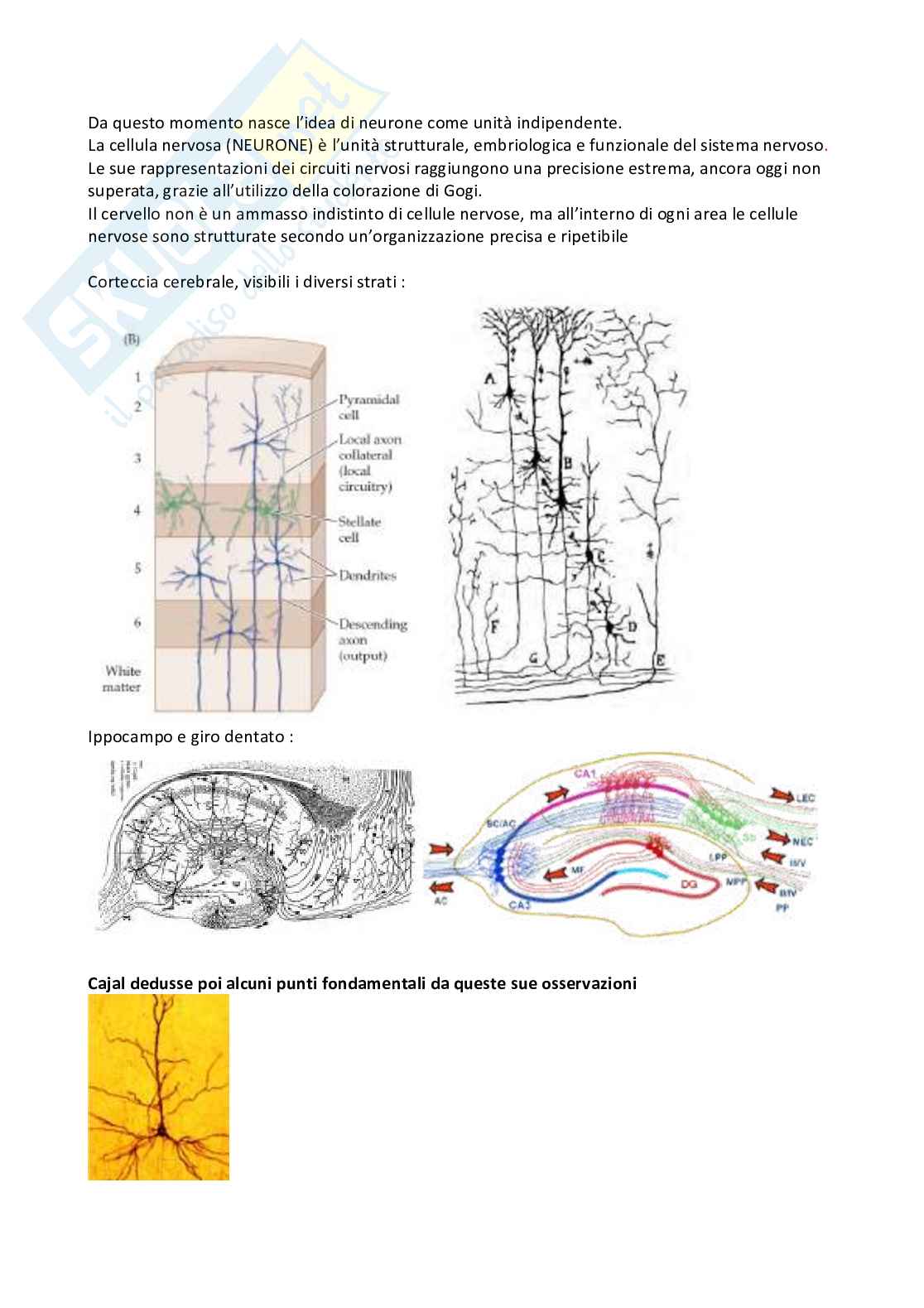 Appunti completi esame Neurofisiologia Pag. 11