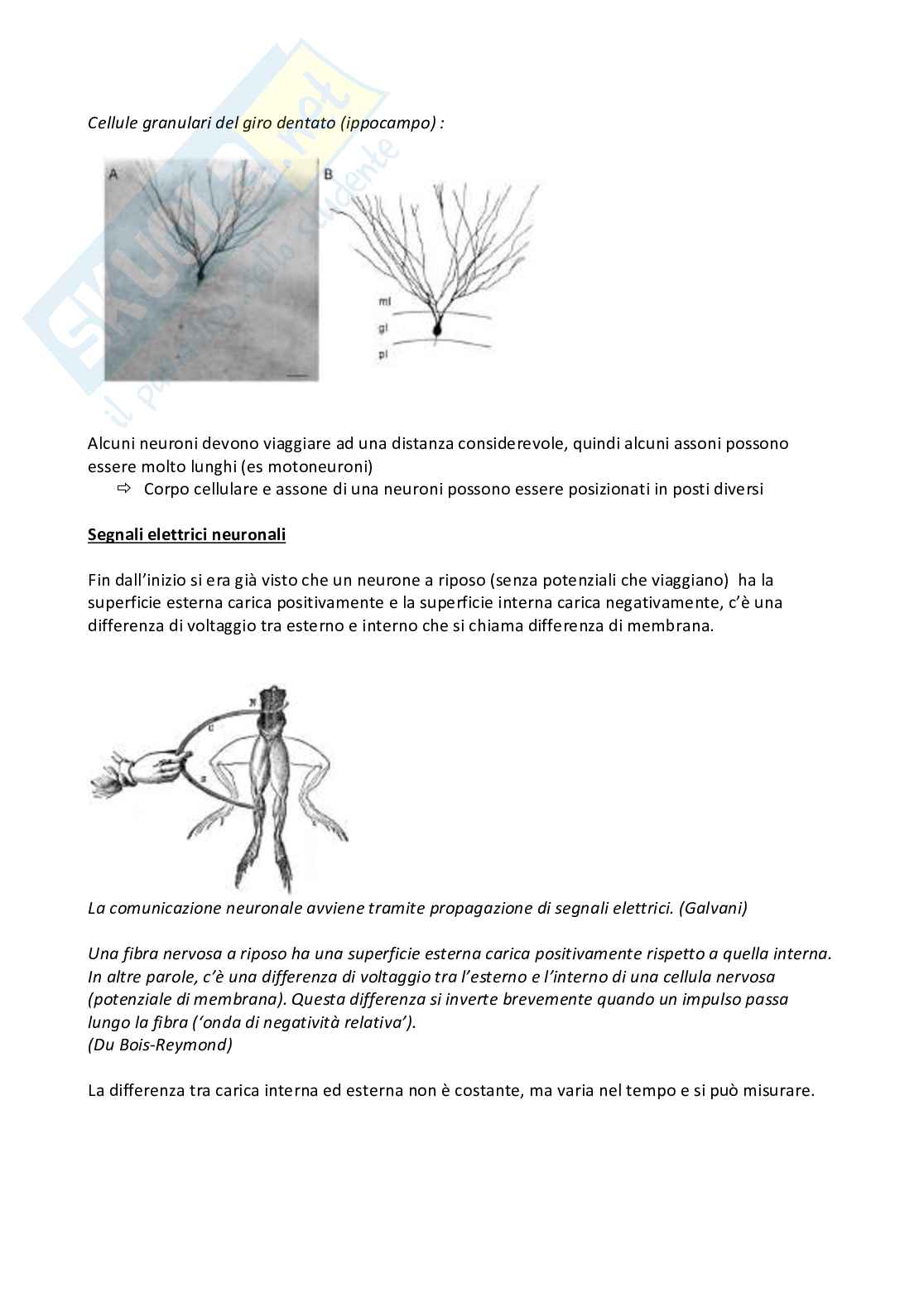 Appunti completi esame Neurofisiologia Pag. 21
